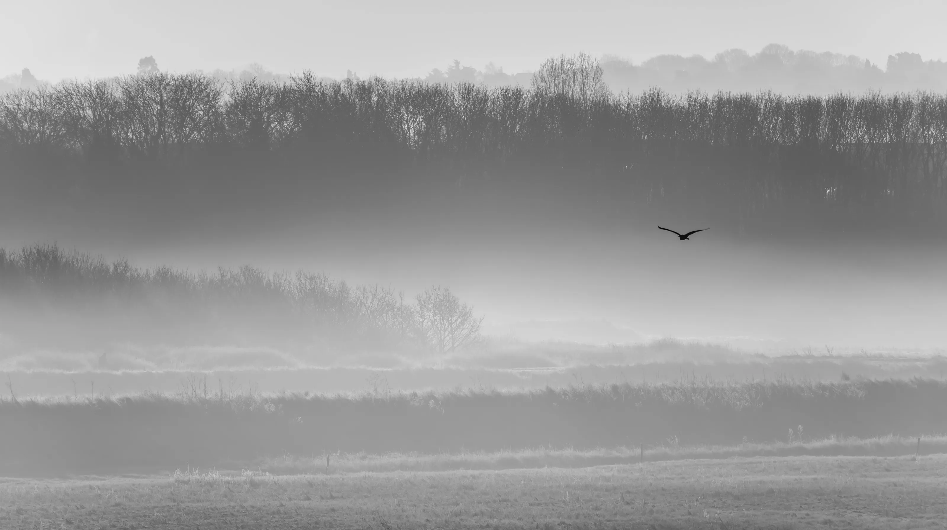 Morning Mist