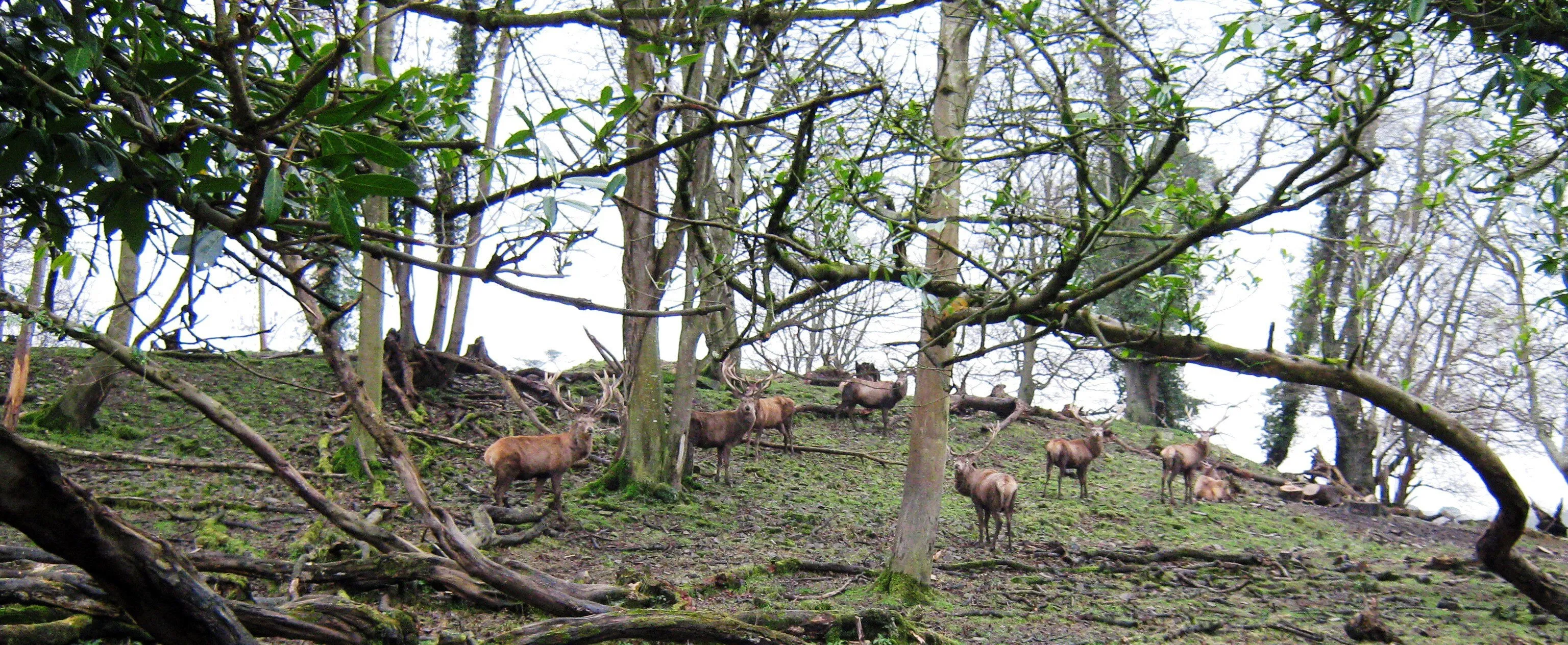 Stags at Finnebrogue Estate, County Down.