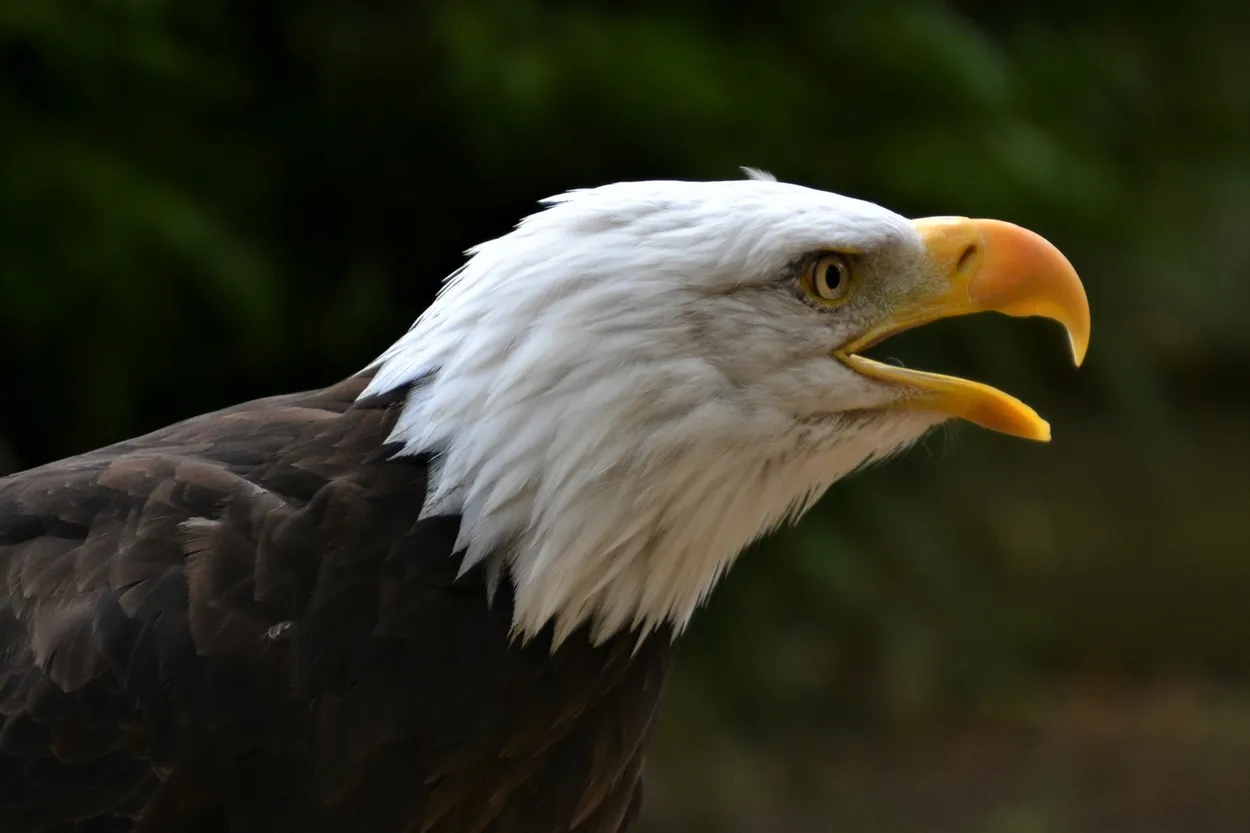 Entry 12436092