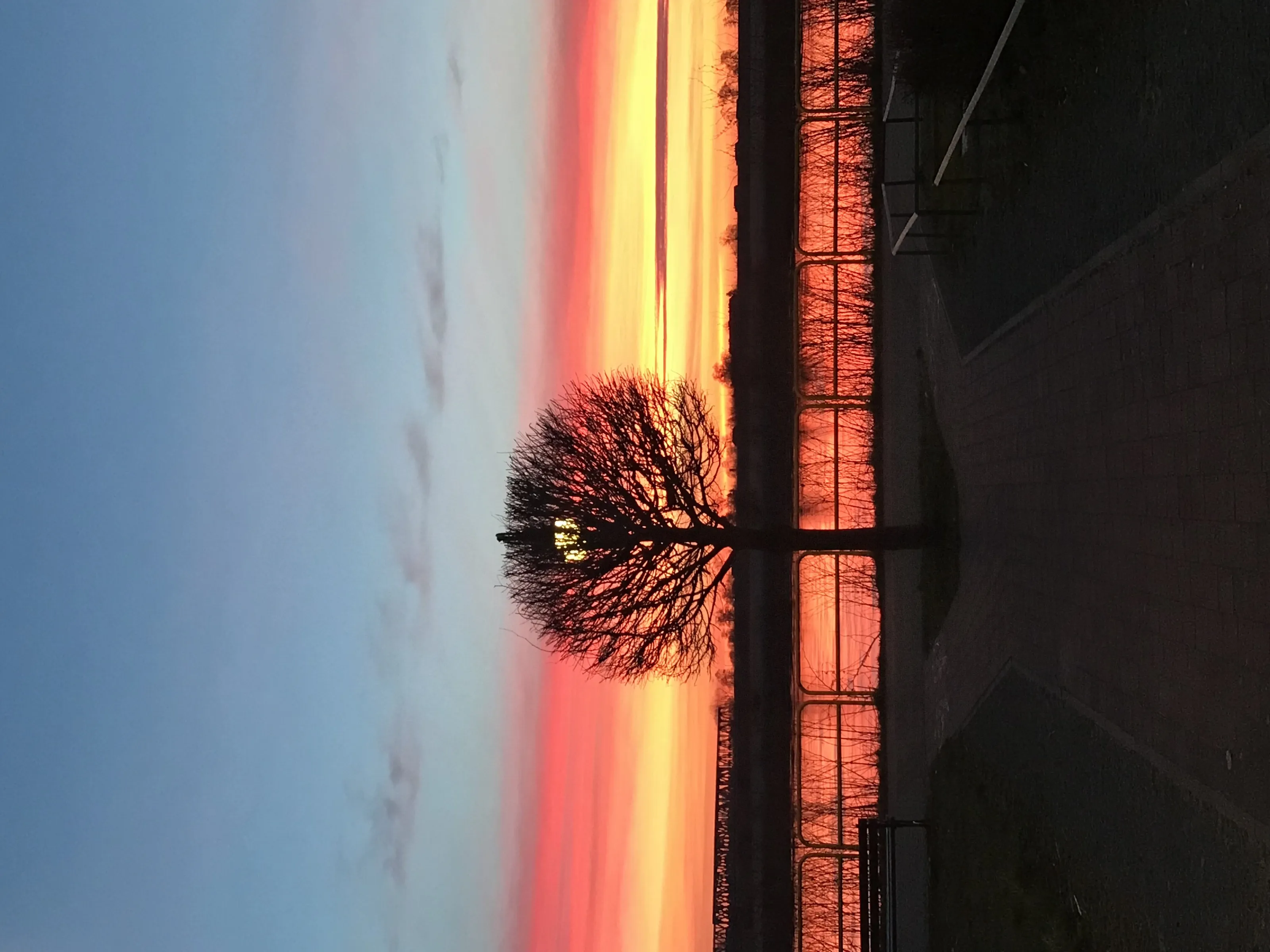 Sunrise through the trees