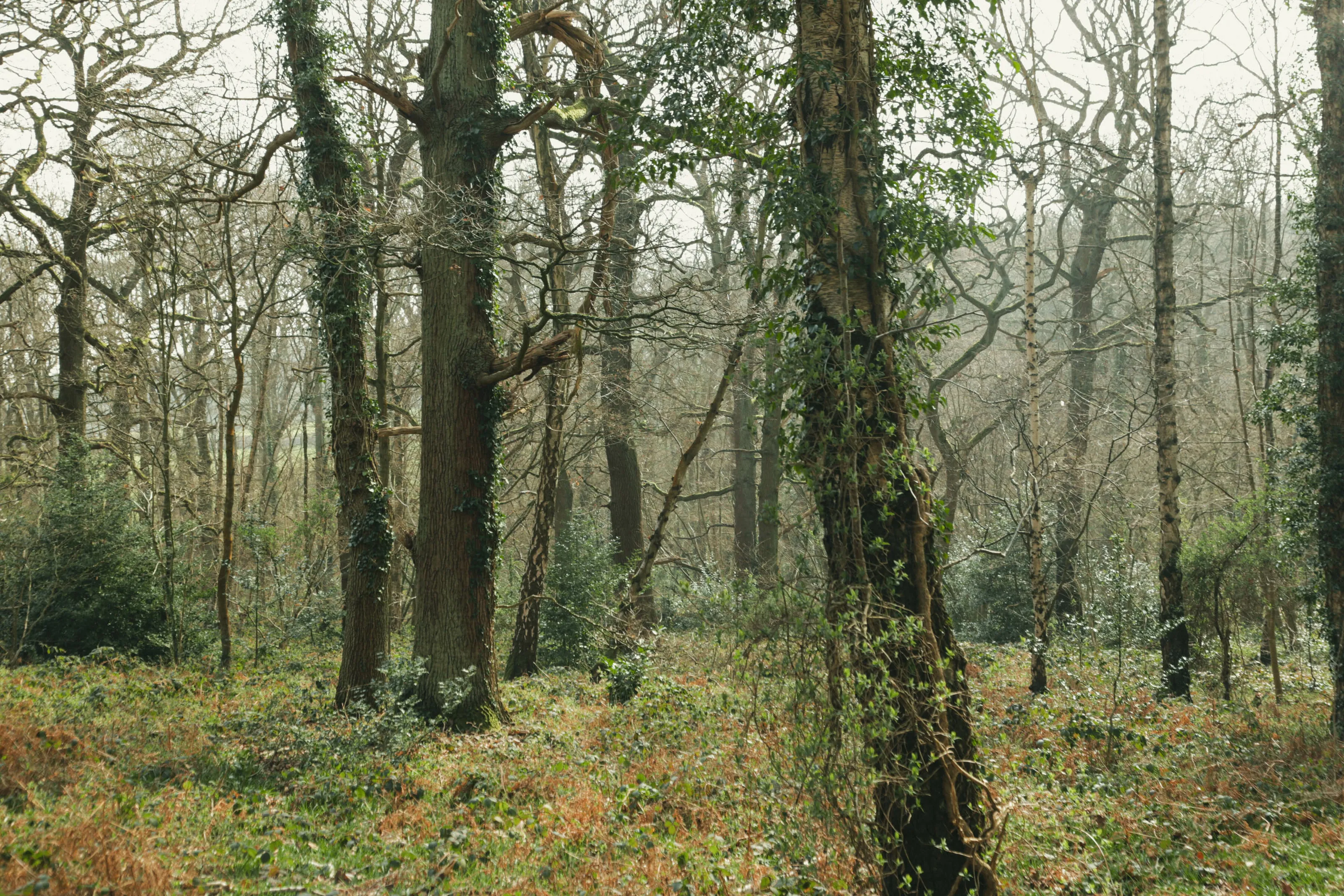 Swithland Woods, Leicestershire, The National Forest