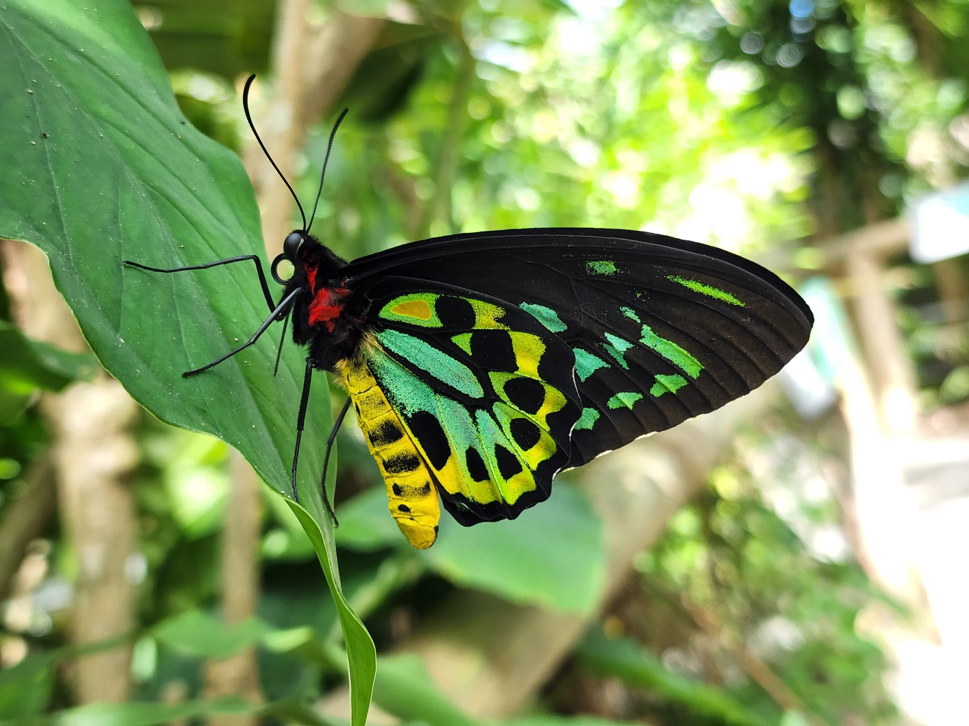 Cairns Birdwing Butterfly