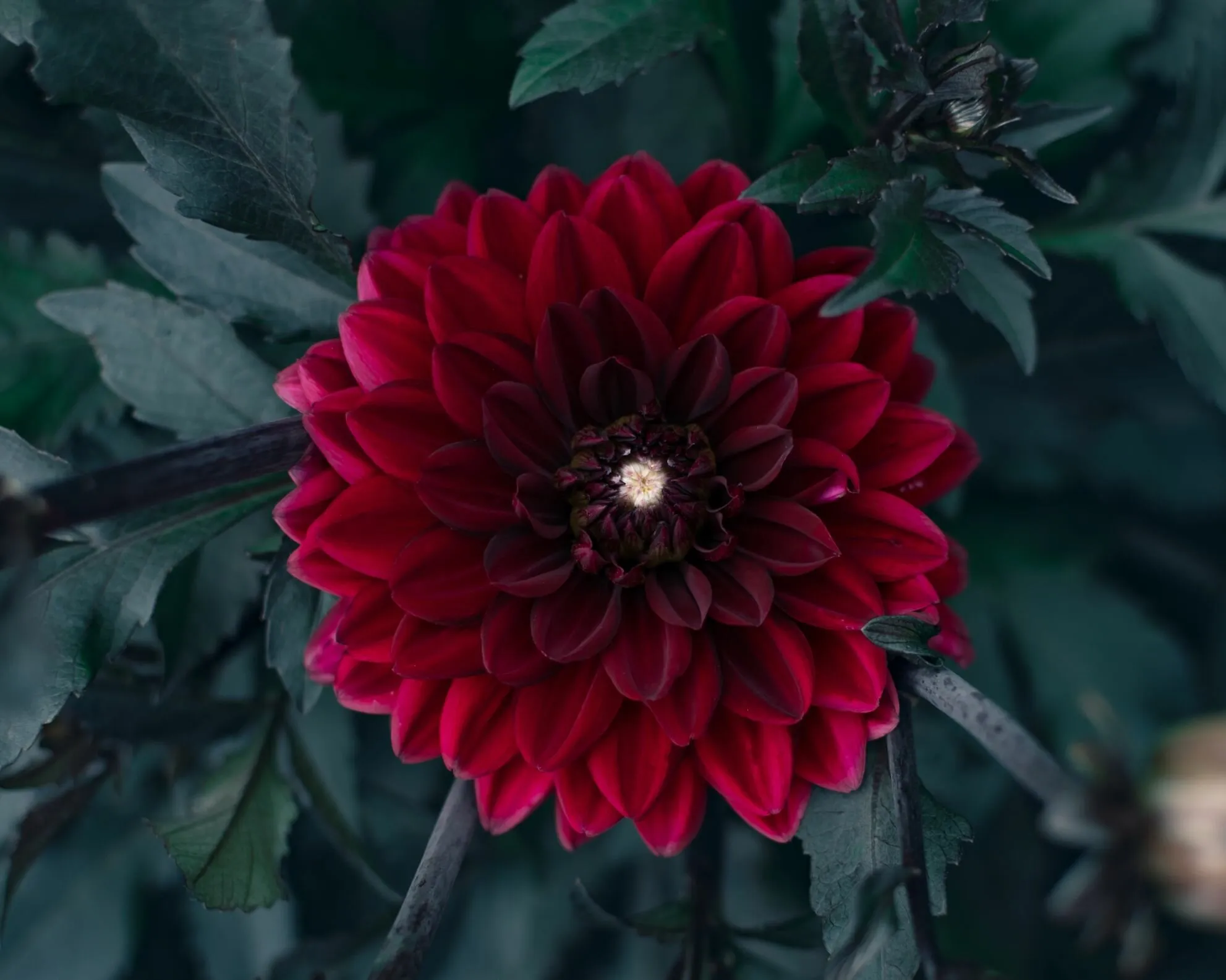 Red Dahlia
