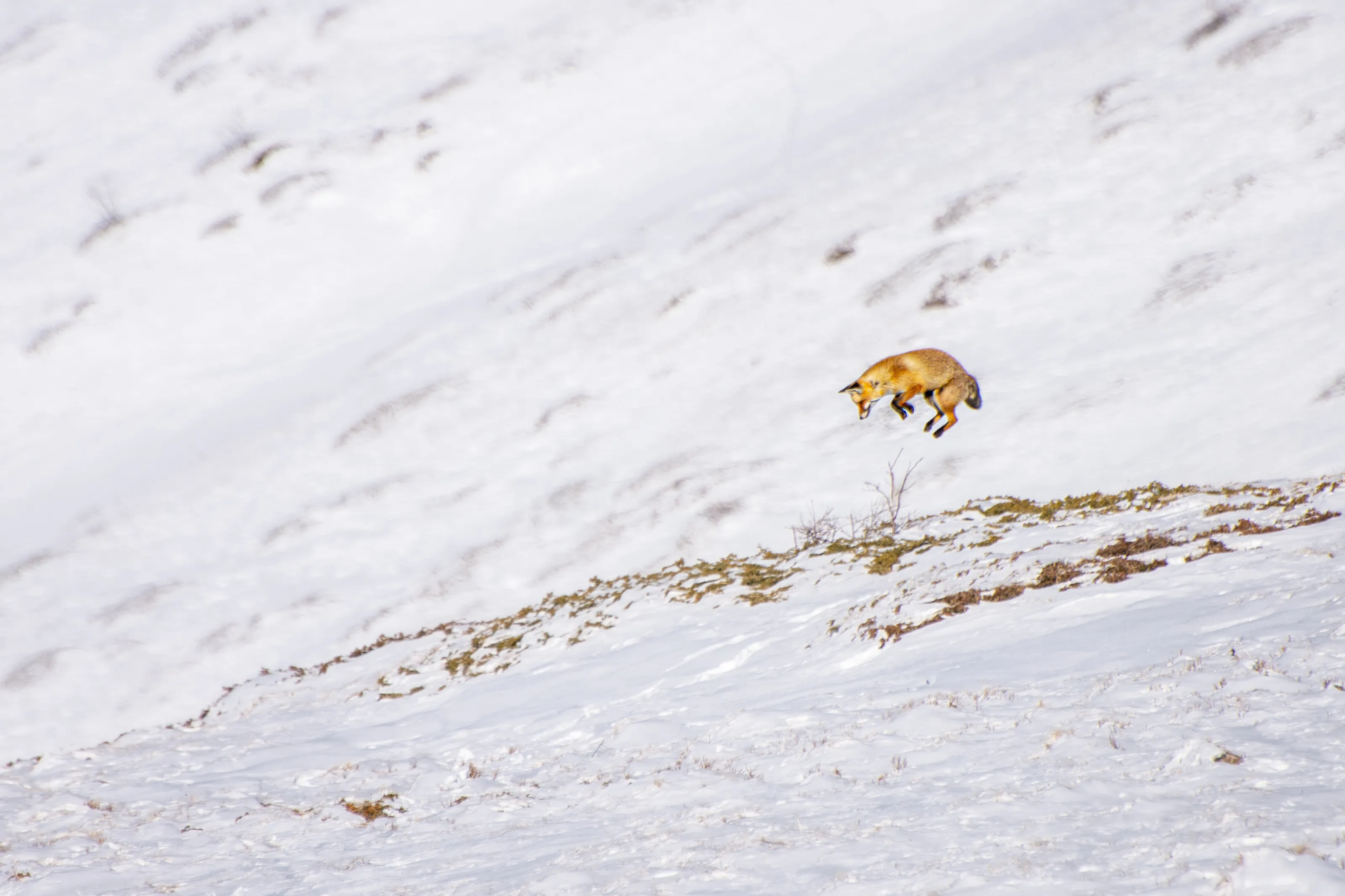 Fox
