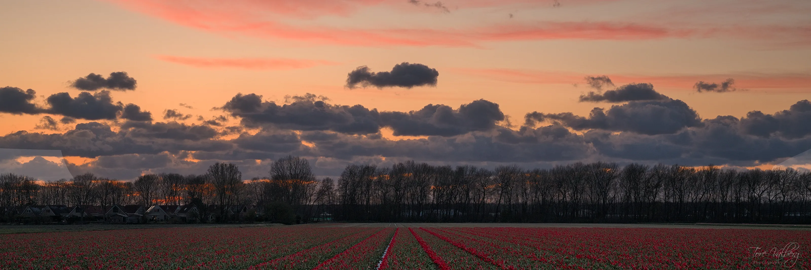 Strawberry tulips