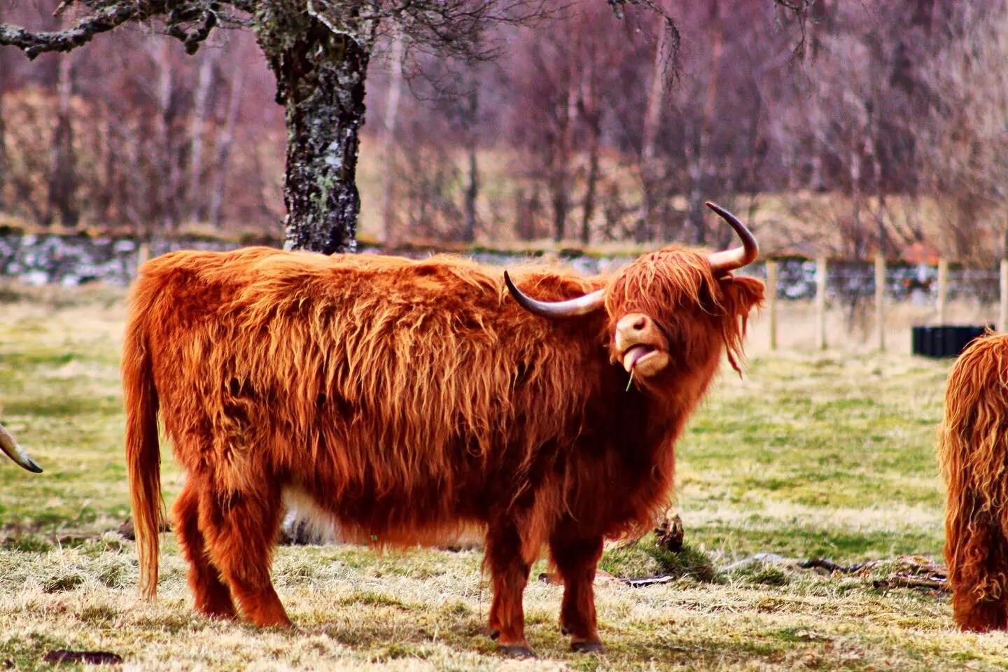 Highland grazing