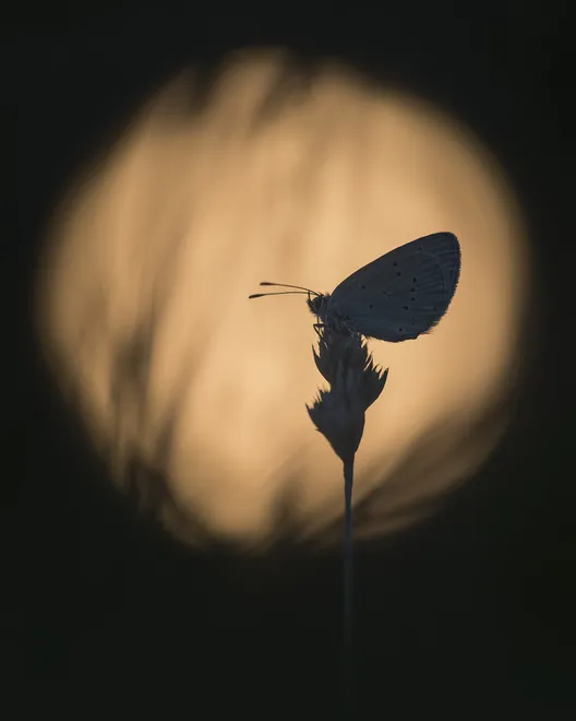 Cupido Minimus - Small Blue