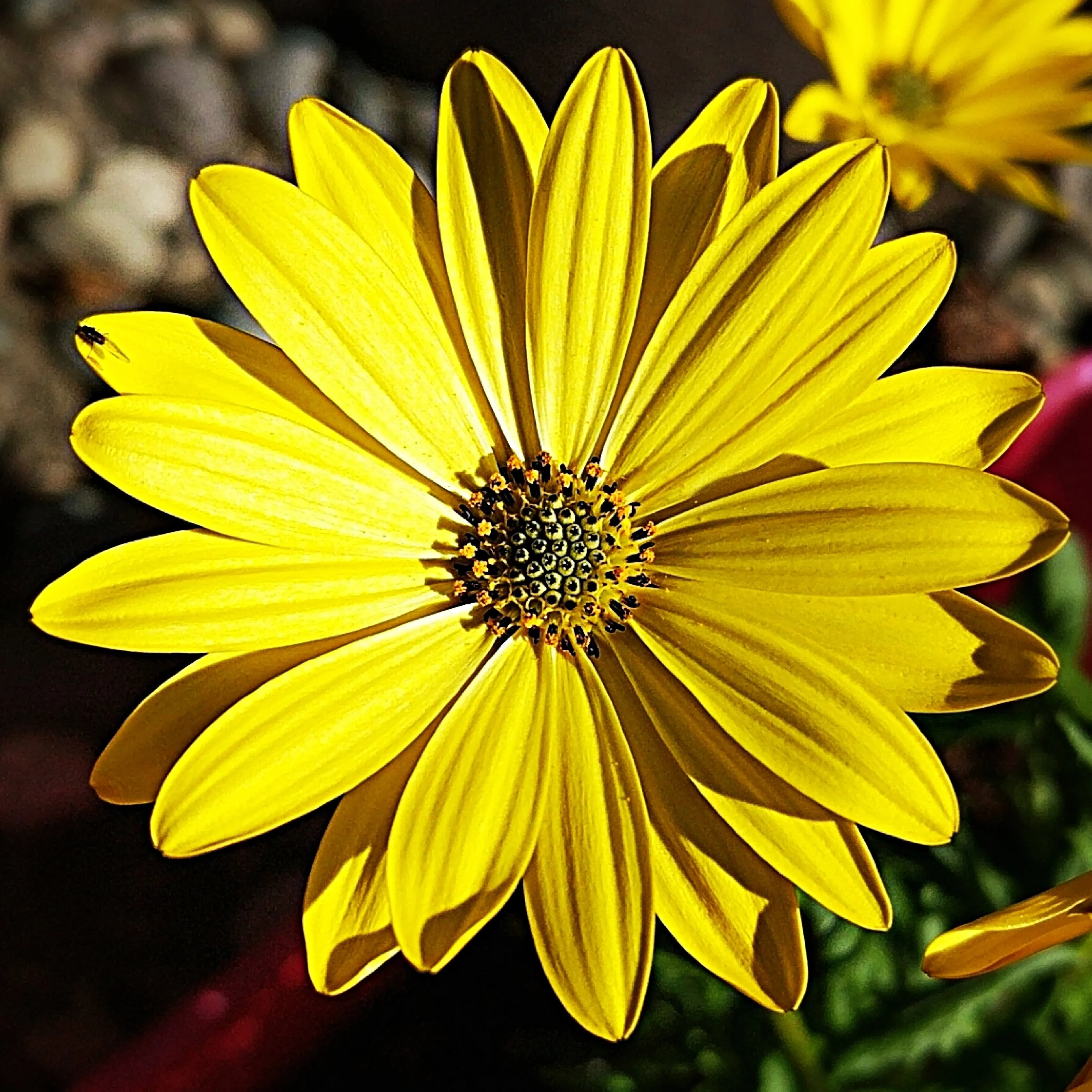 Yellow Daisy