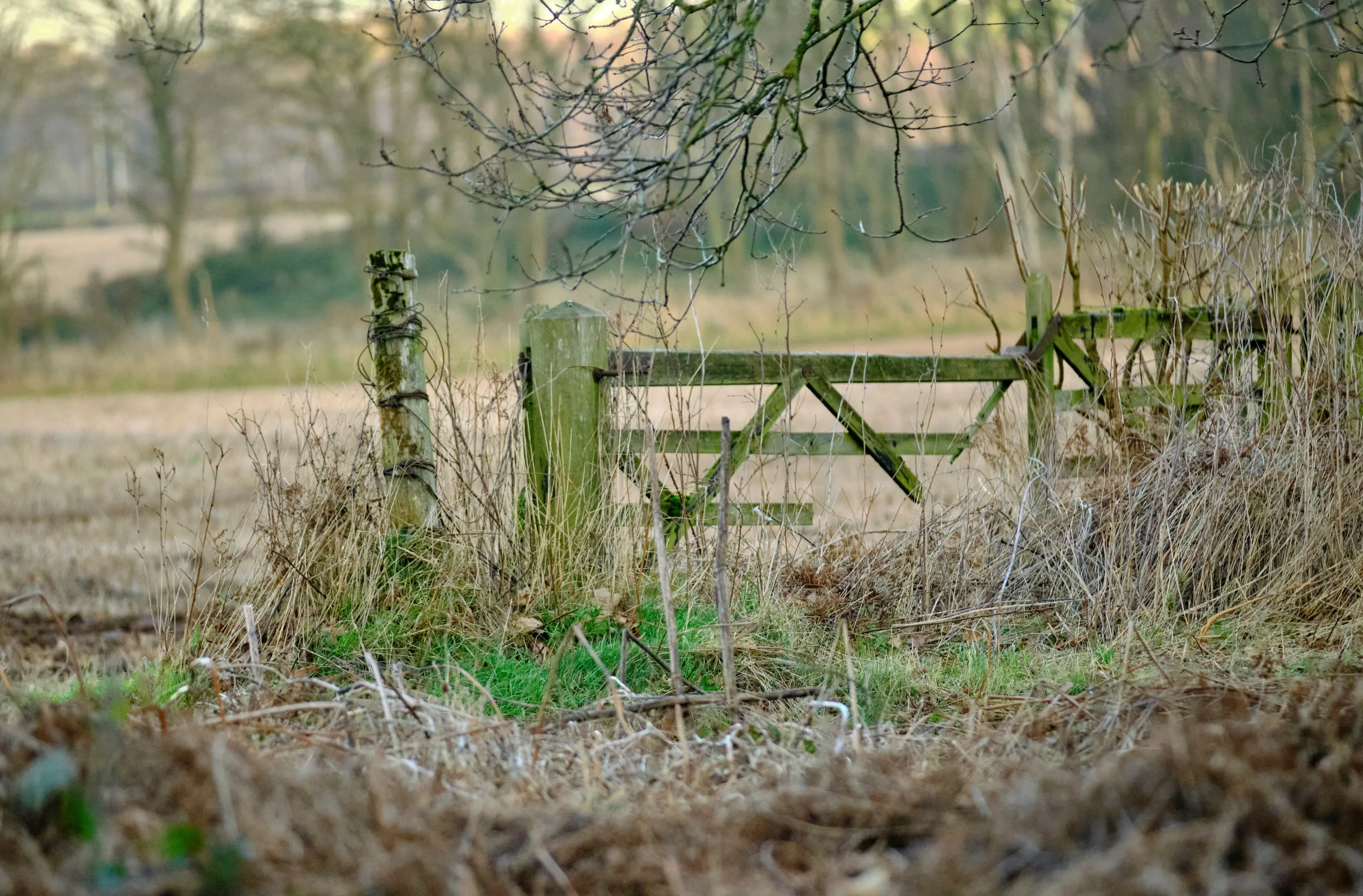 Gates