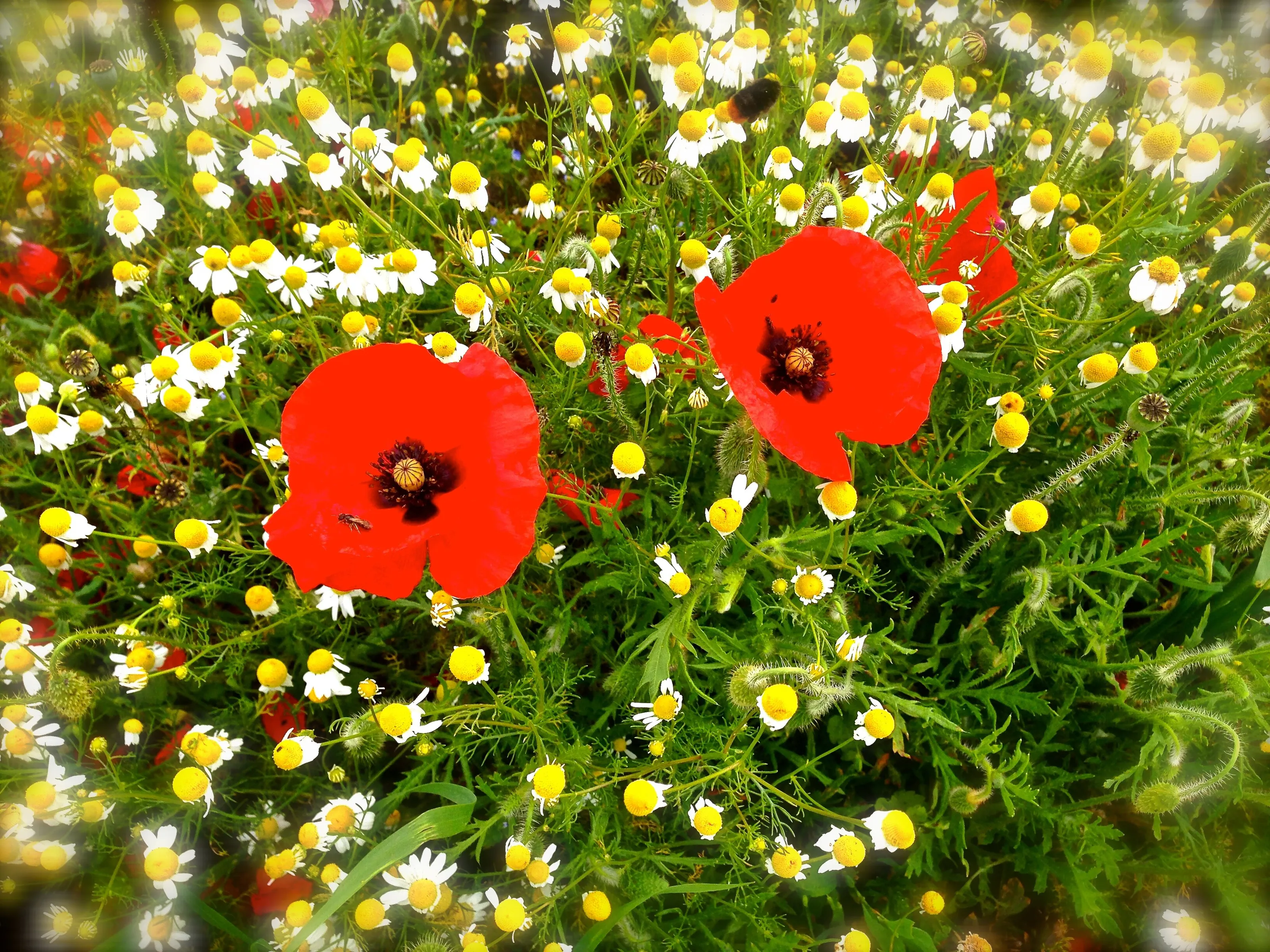 Red amongst the yellow