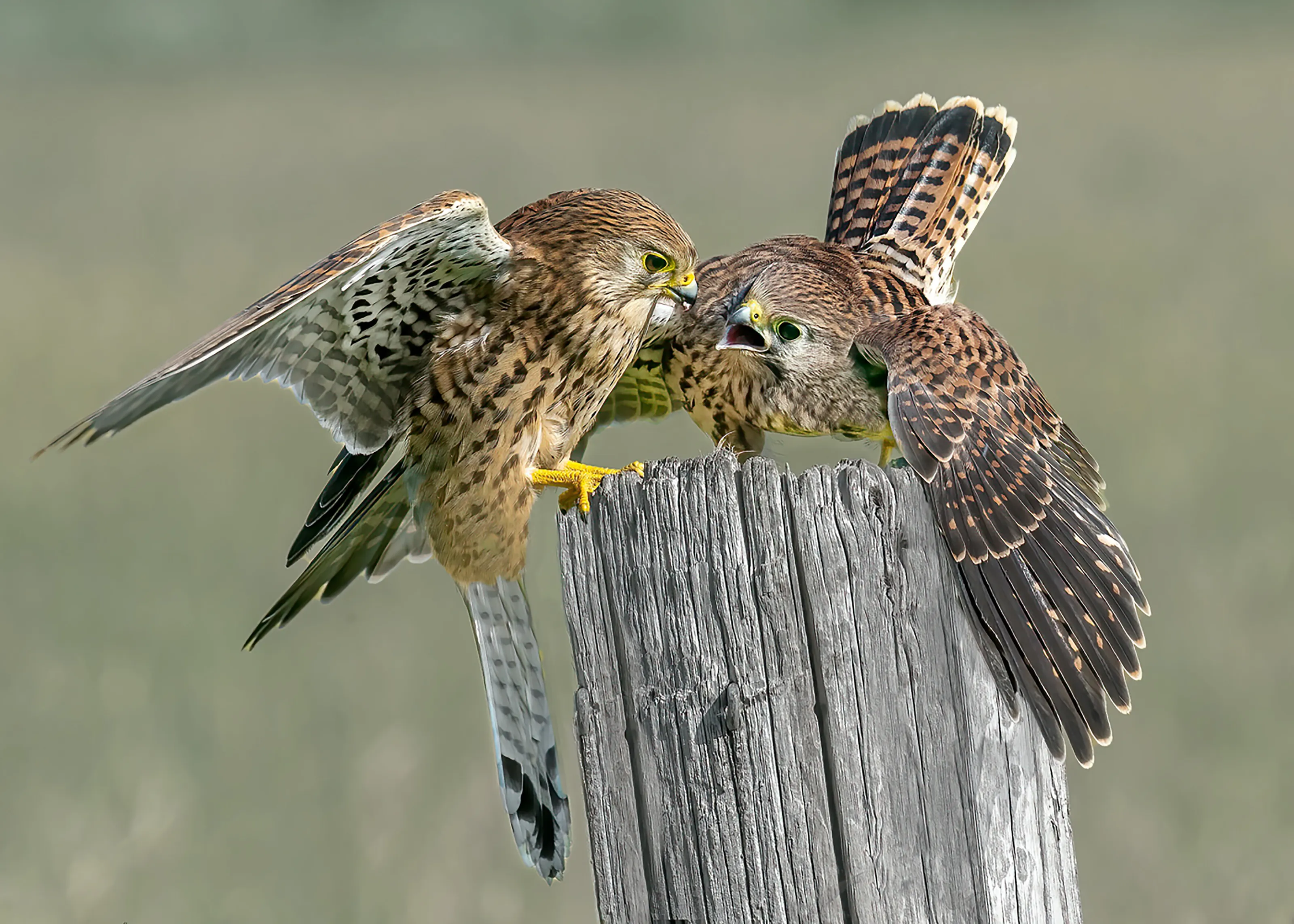 Female Kestrel Feeding Chick