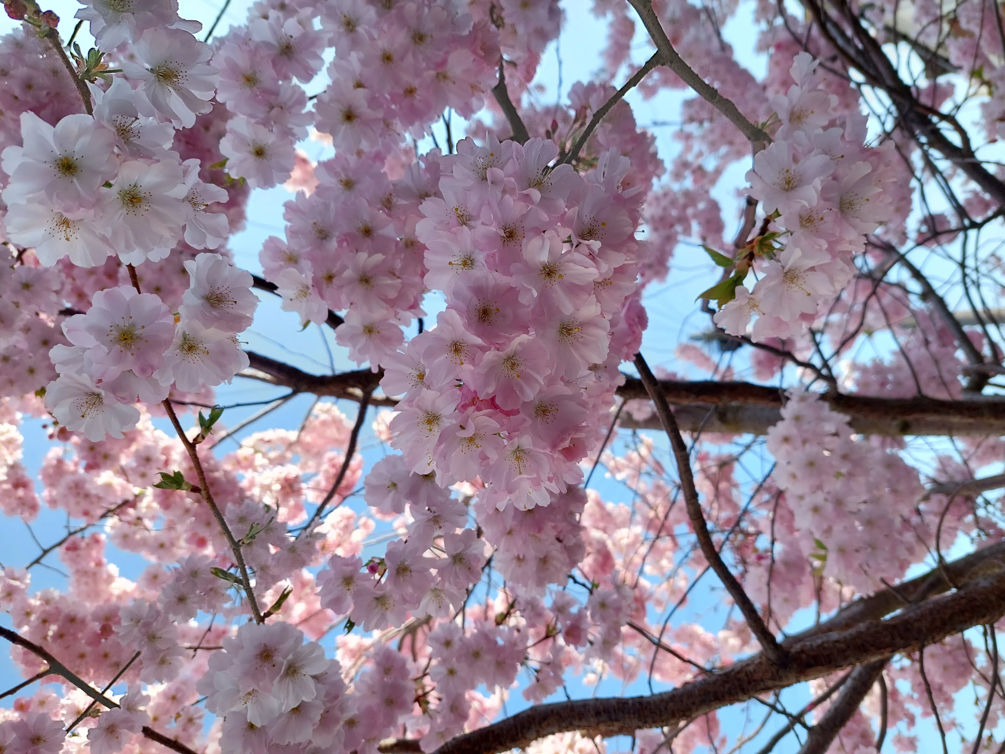 Pink bloom