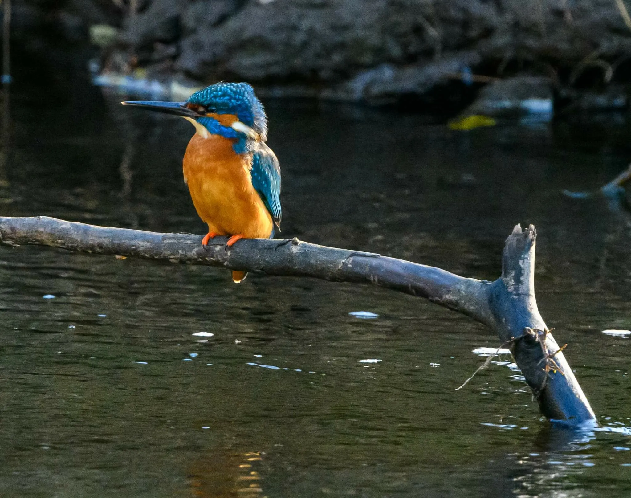 Male Kingfisher