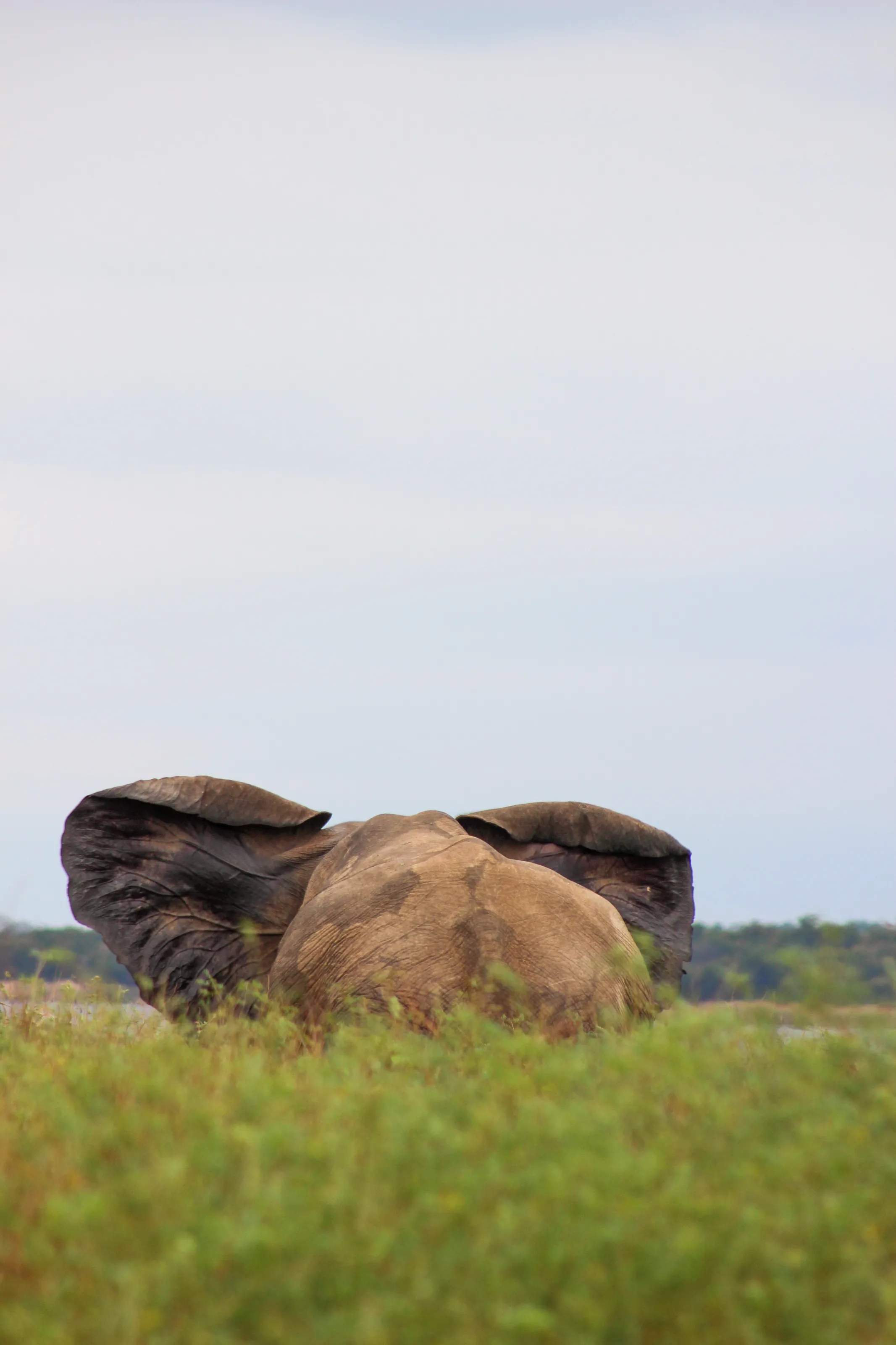 Elephant Ears