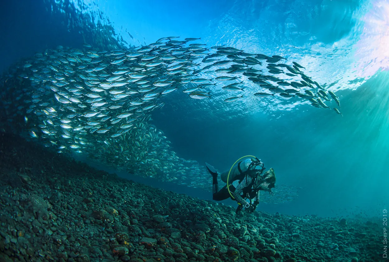 swirling scad