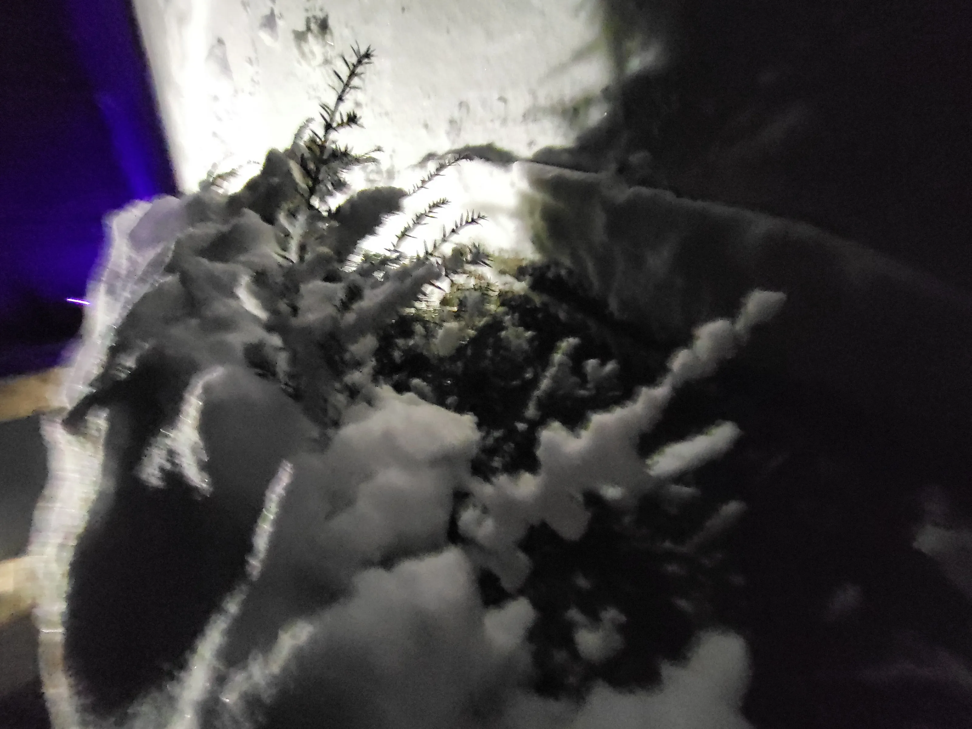 Northern nights