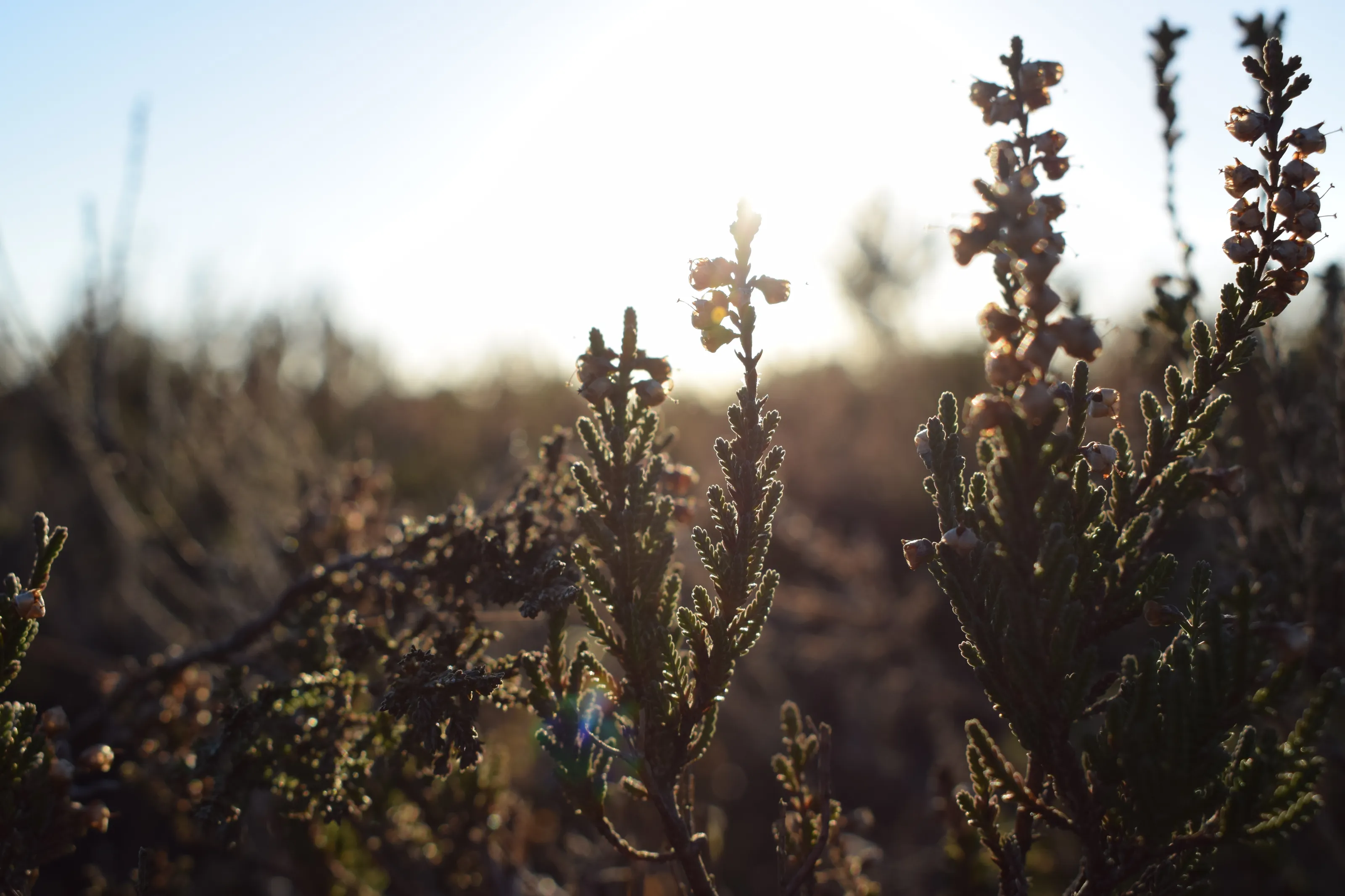 New Forest Bushes
