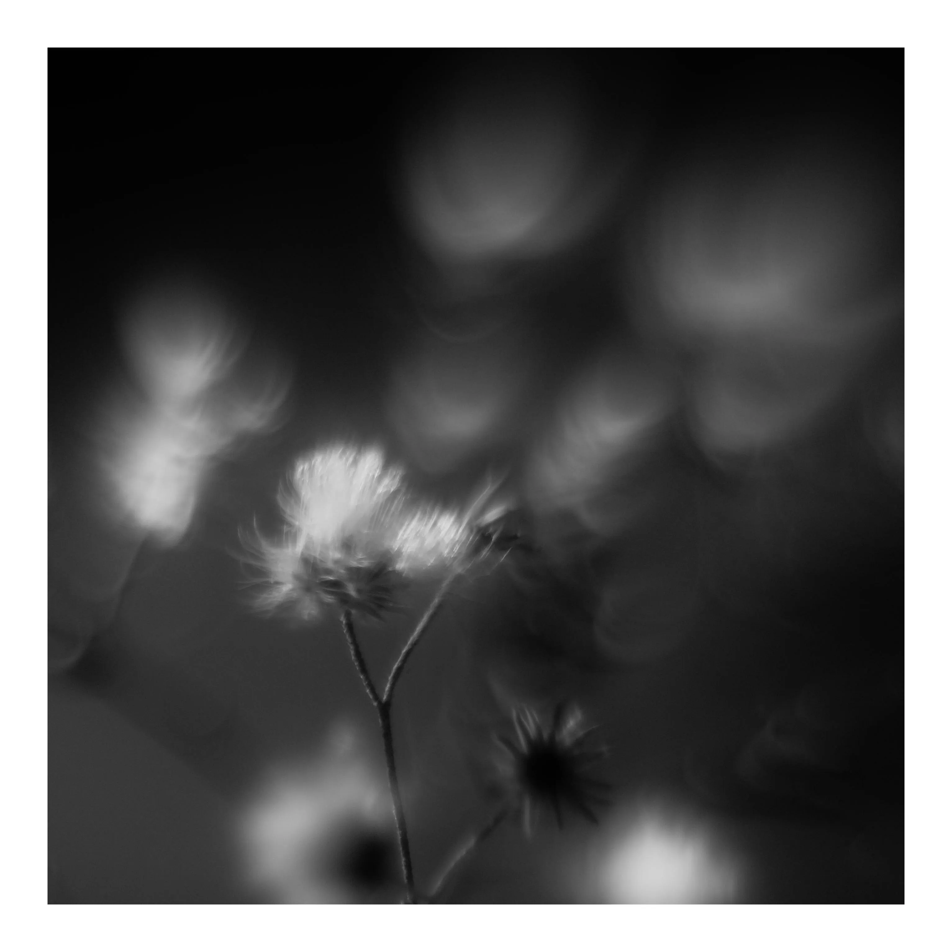 Hidden Beauty