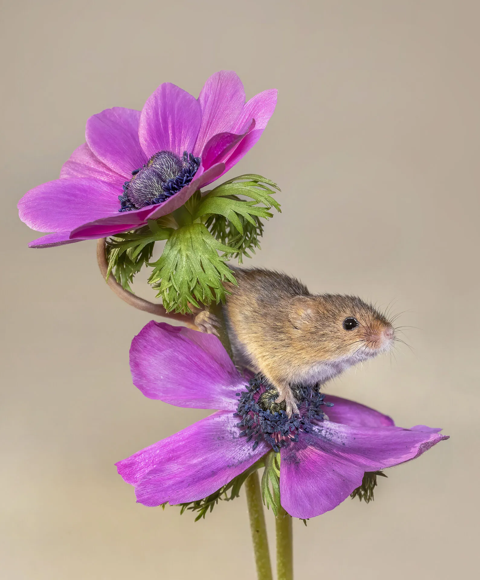 Harvest Mouse Dexterity