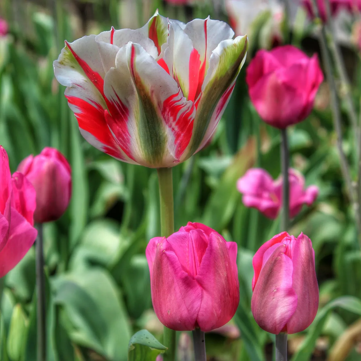 Entry 23609624