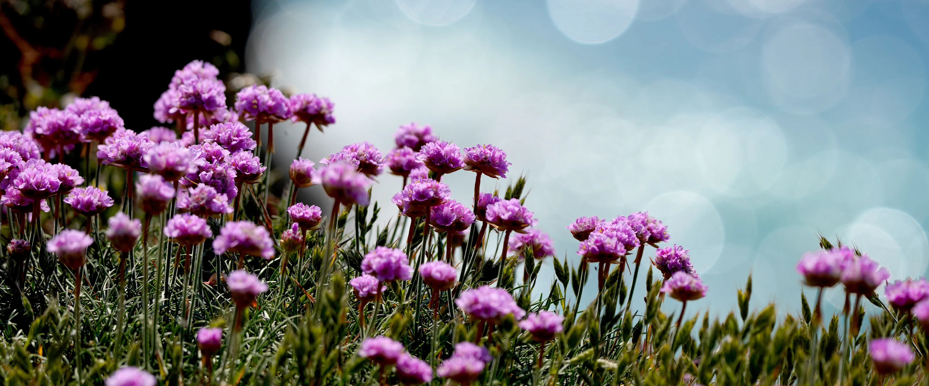 Thrift at Freshwater