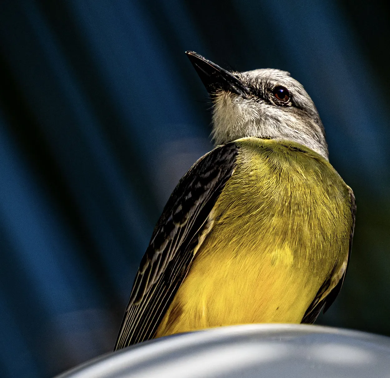 Entry 28709331