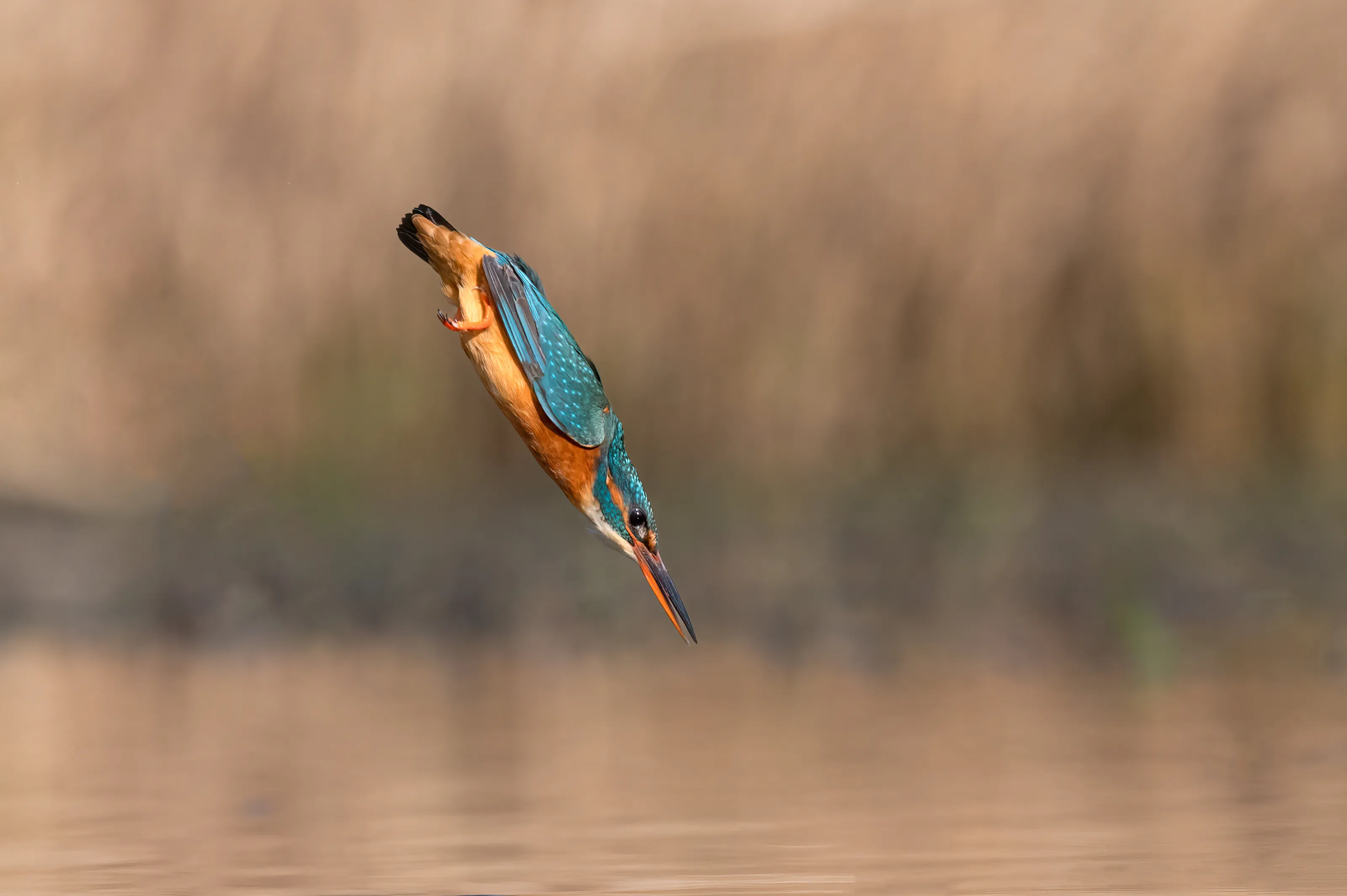 The Dive - Kingfisher