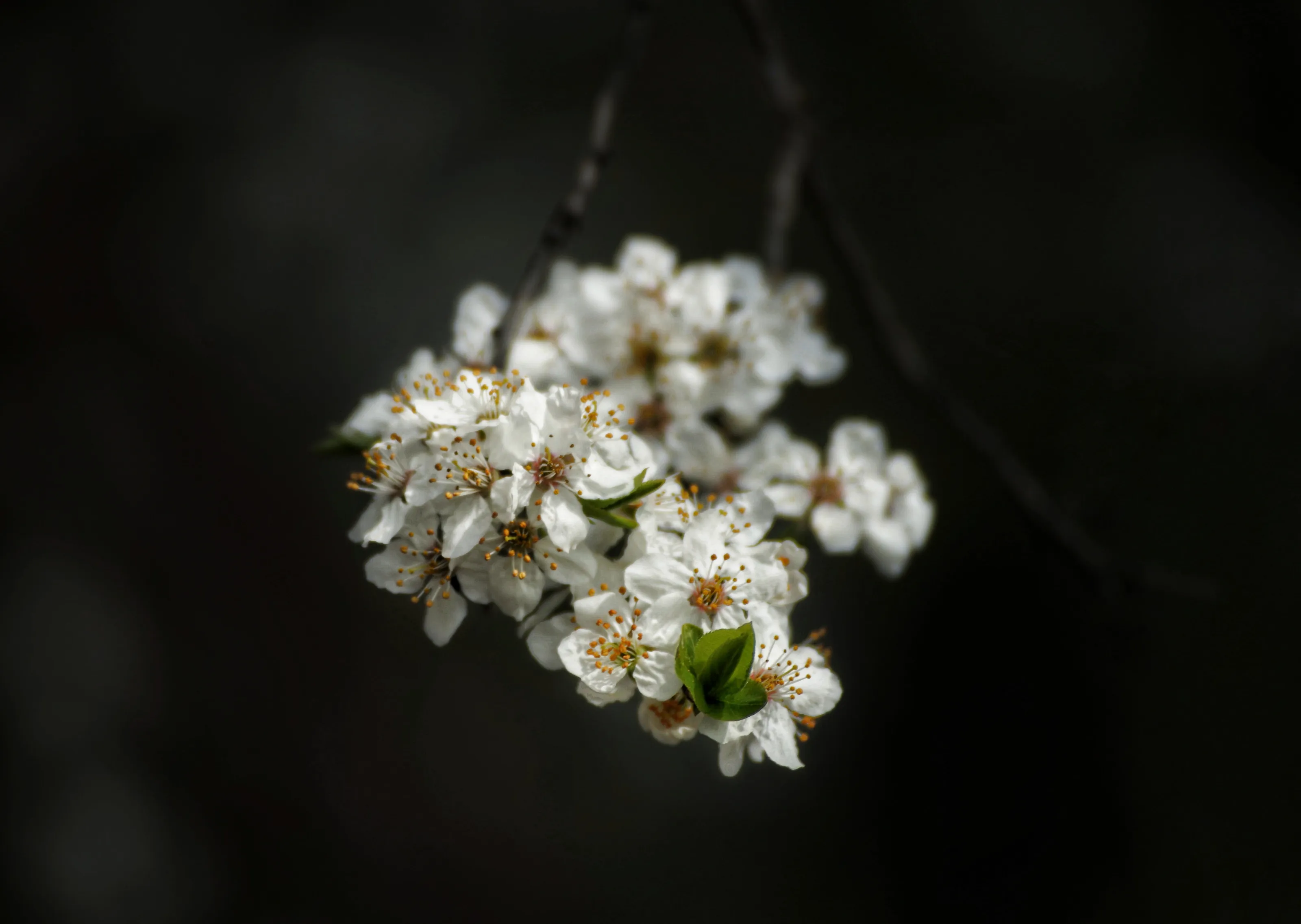 White flowers tree