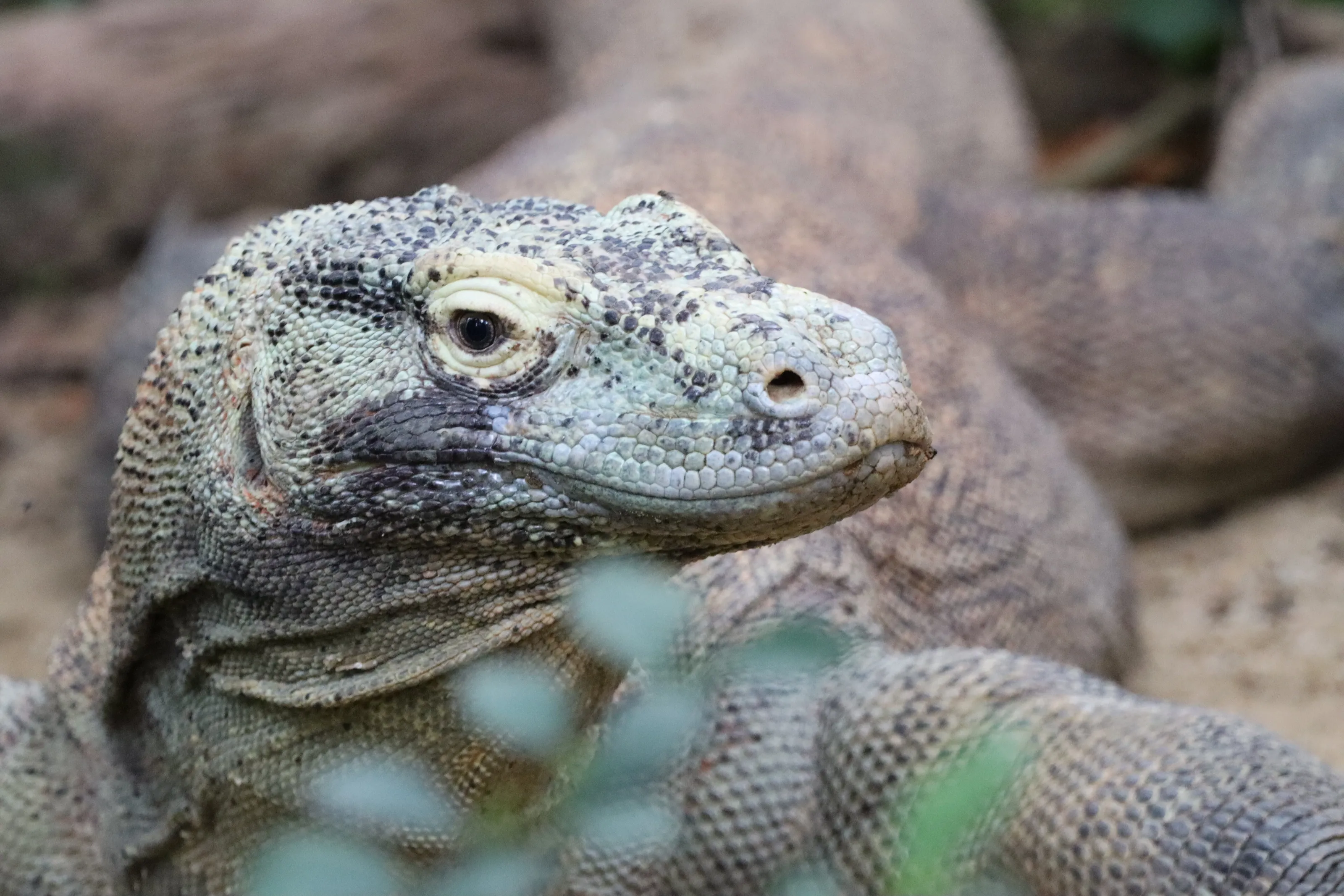Komodo dragon