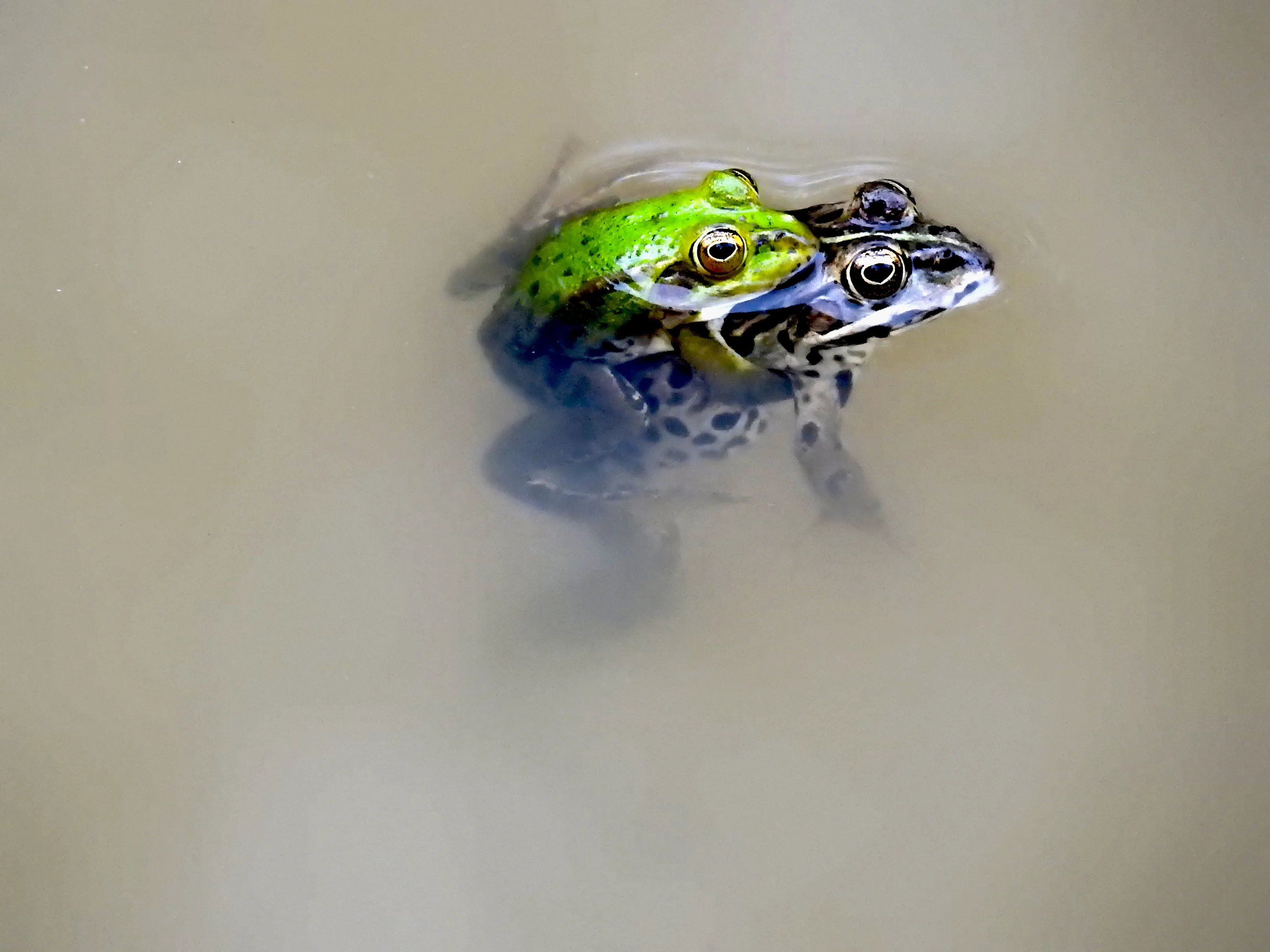 Frogs in Love