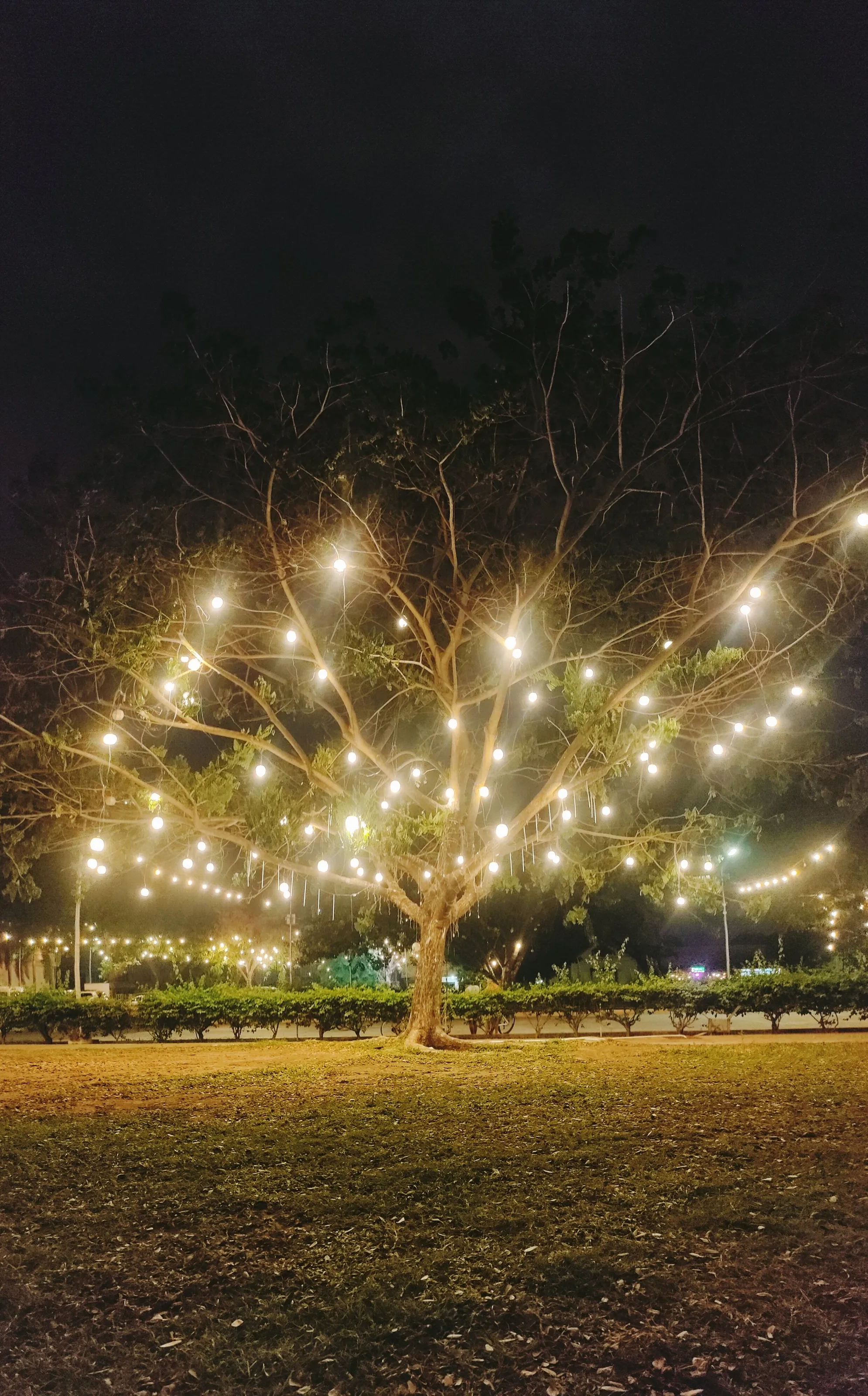Narra Tree
