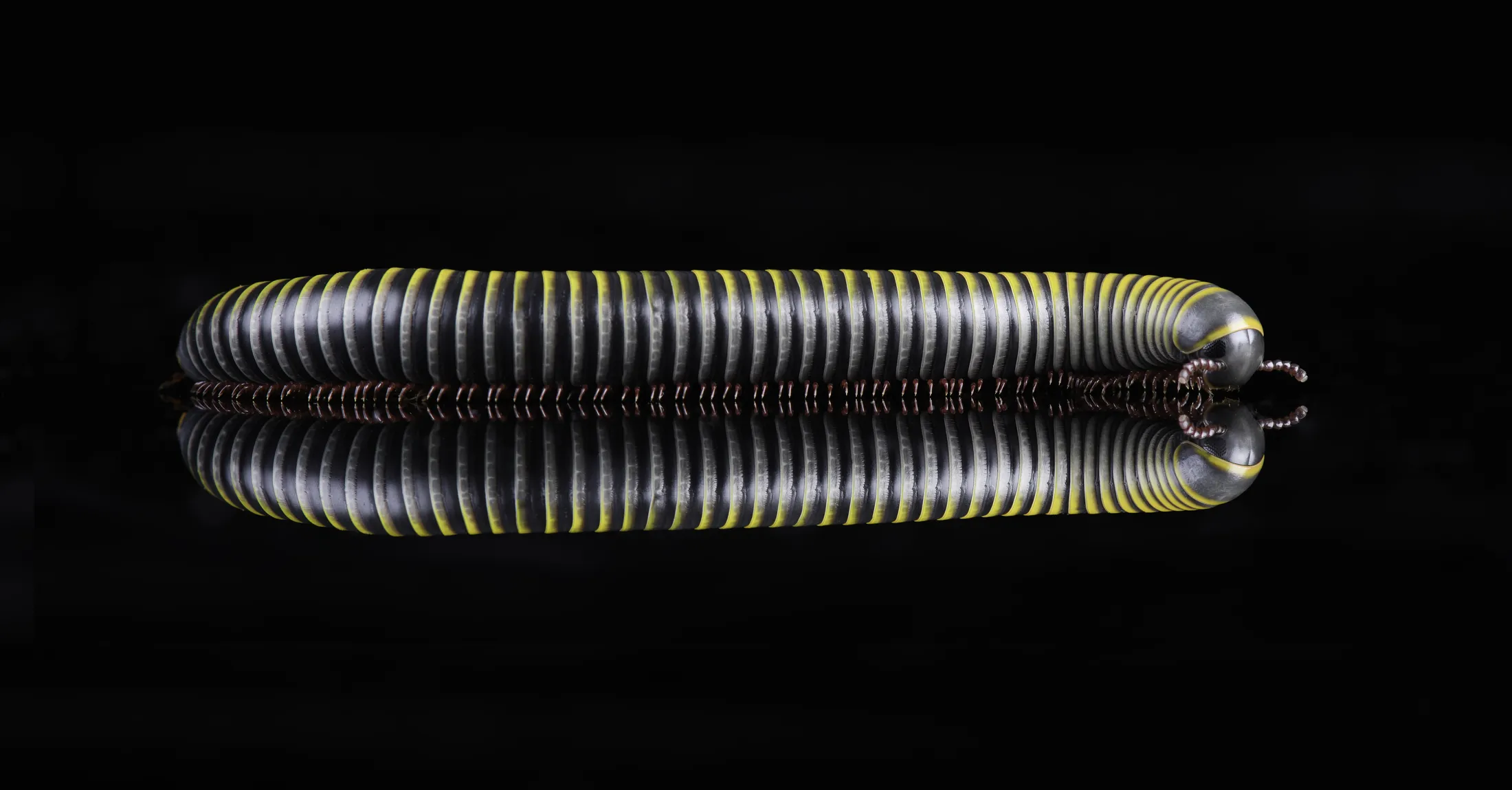 Millipede