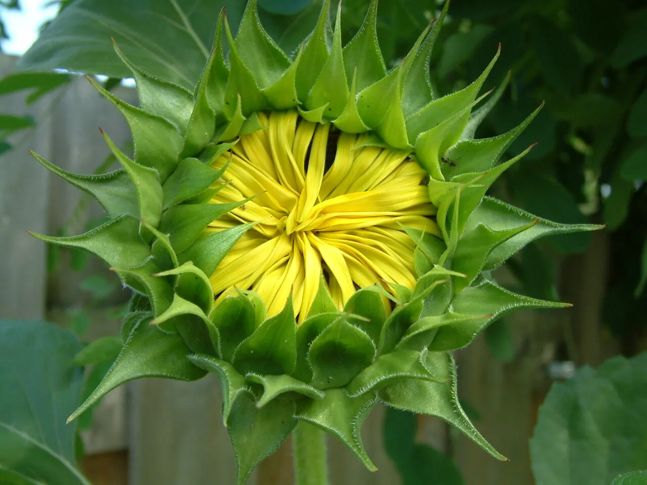 Sunflower