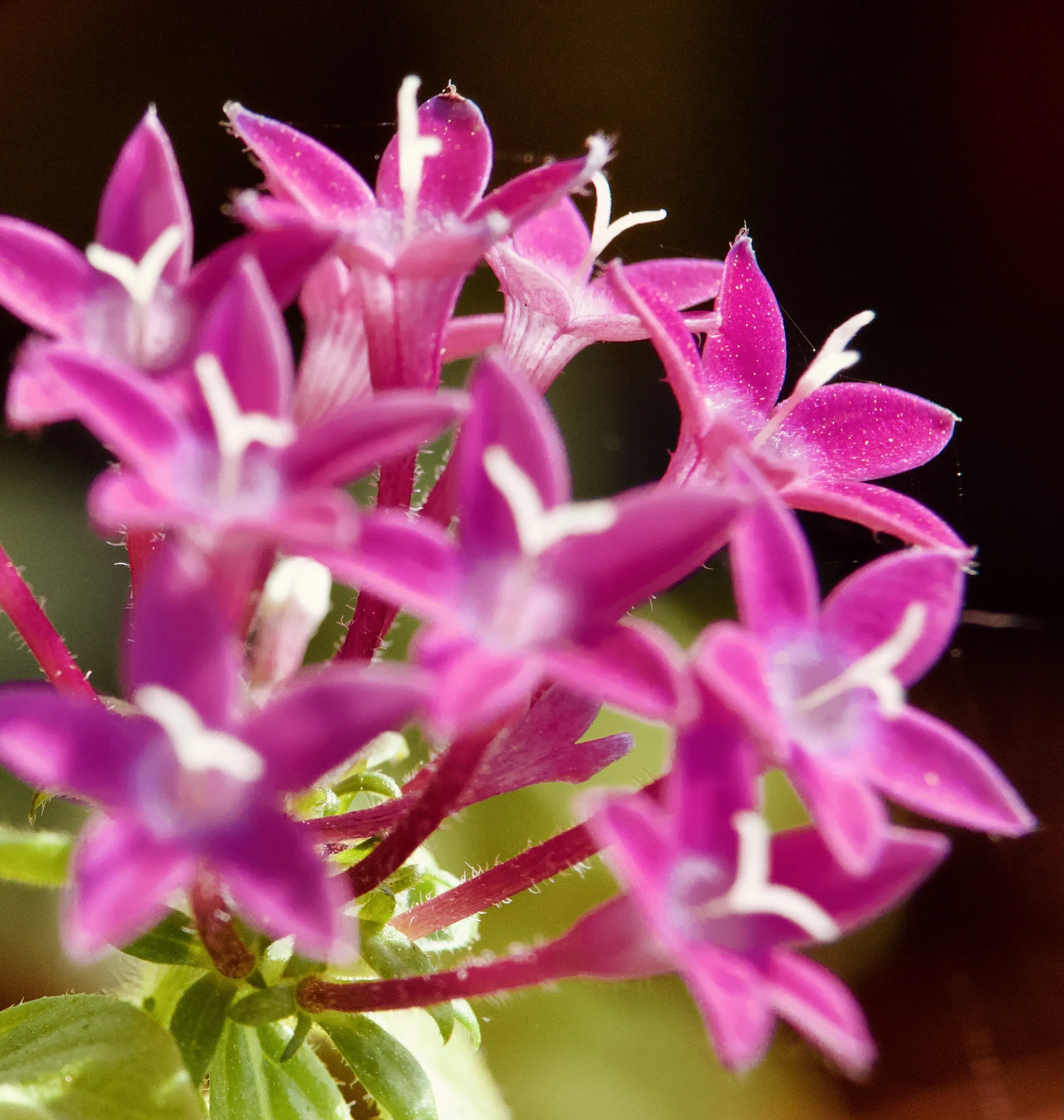 Alyssum Border Flower