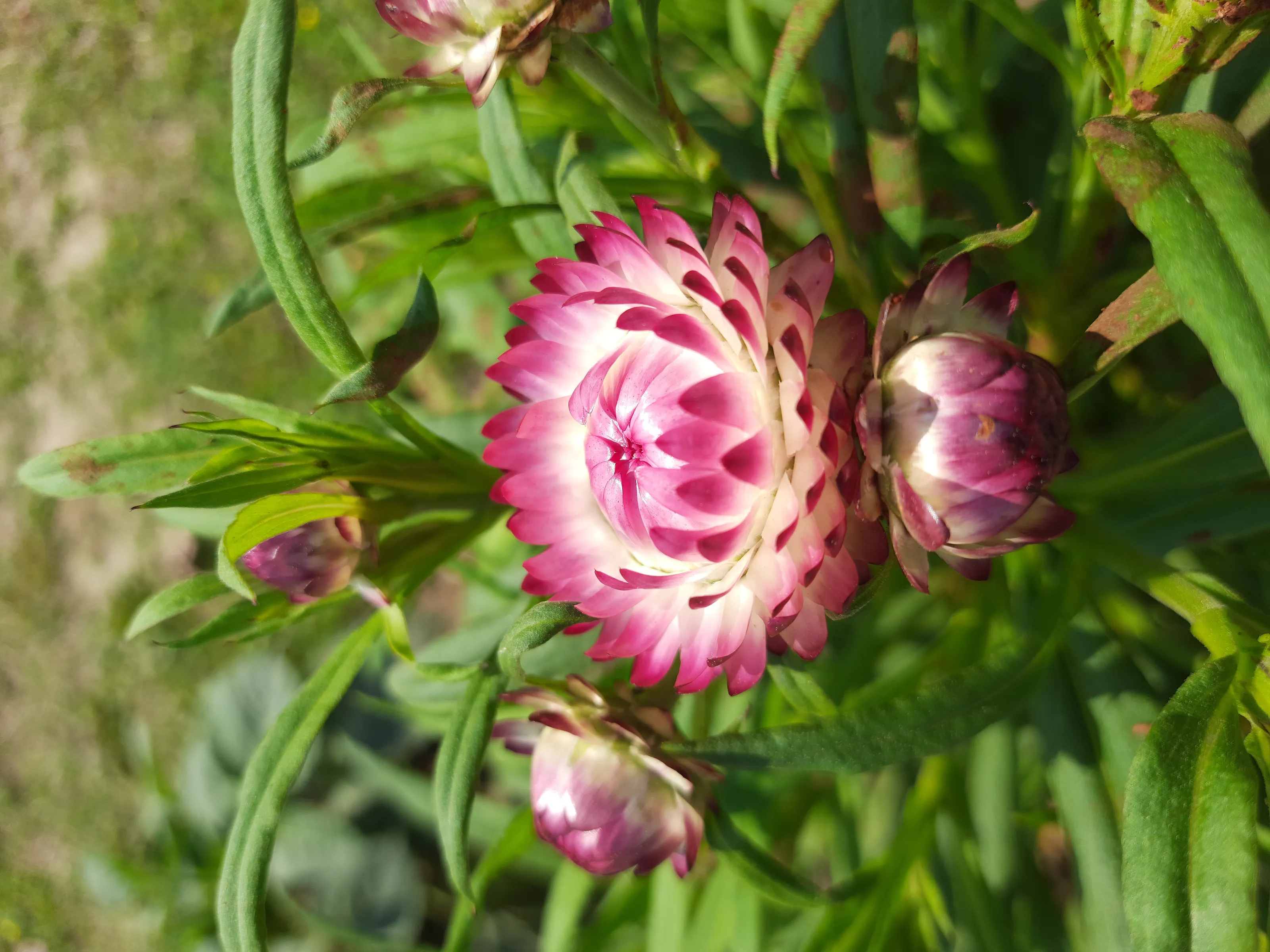 A Beautiful Straw flower under Sunshine...💫