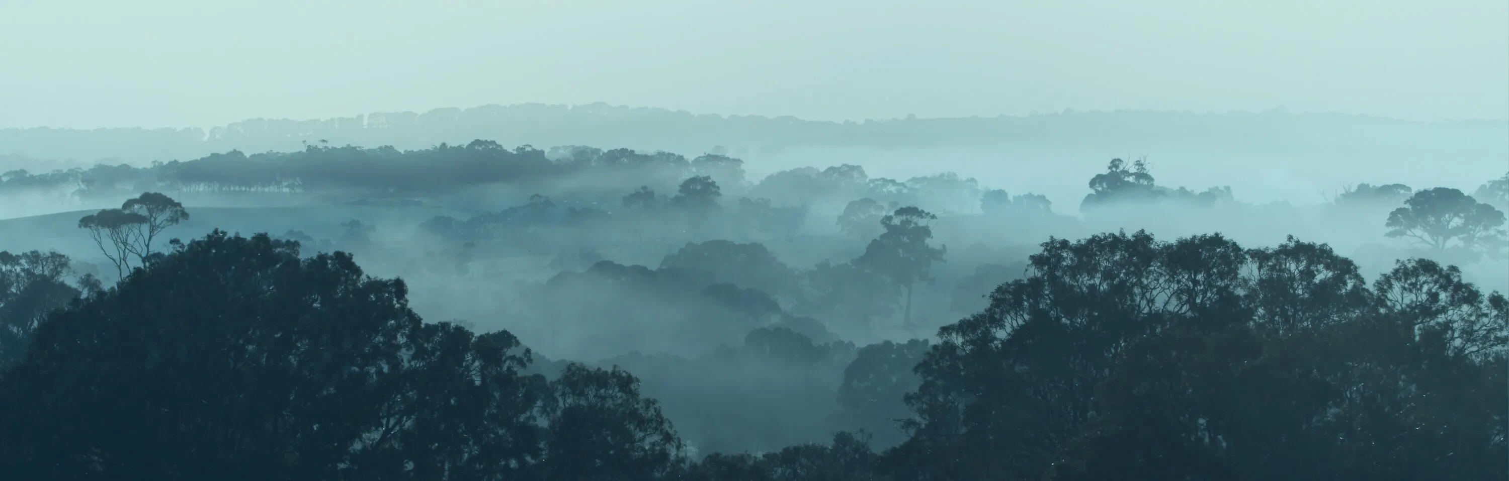 Misty morning