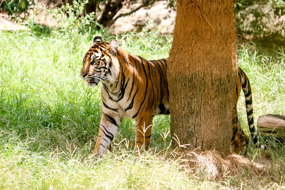 San Antonio Zoo