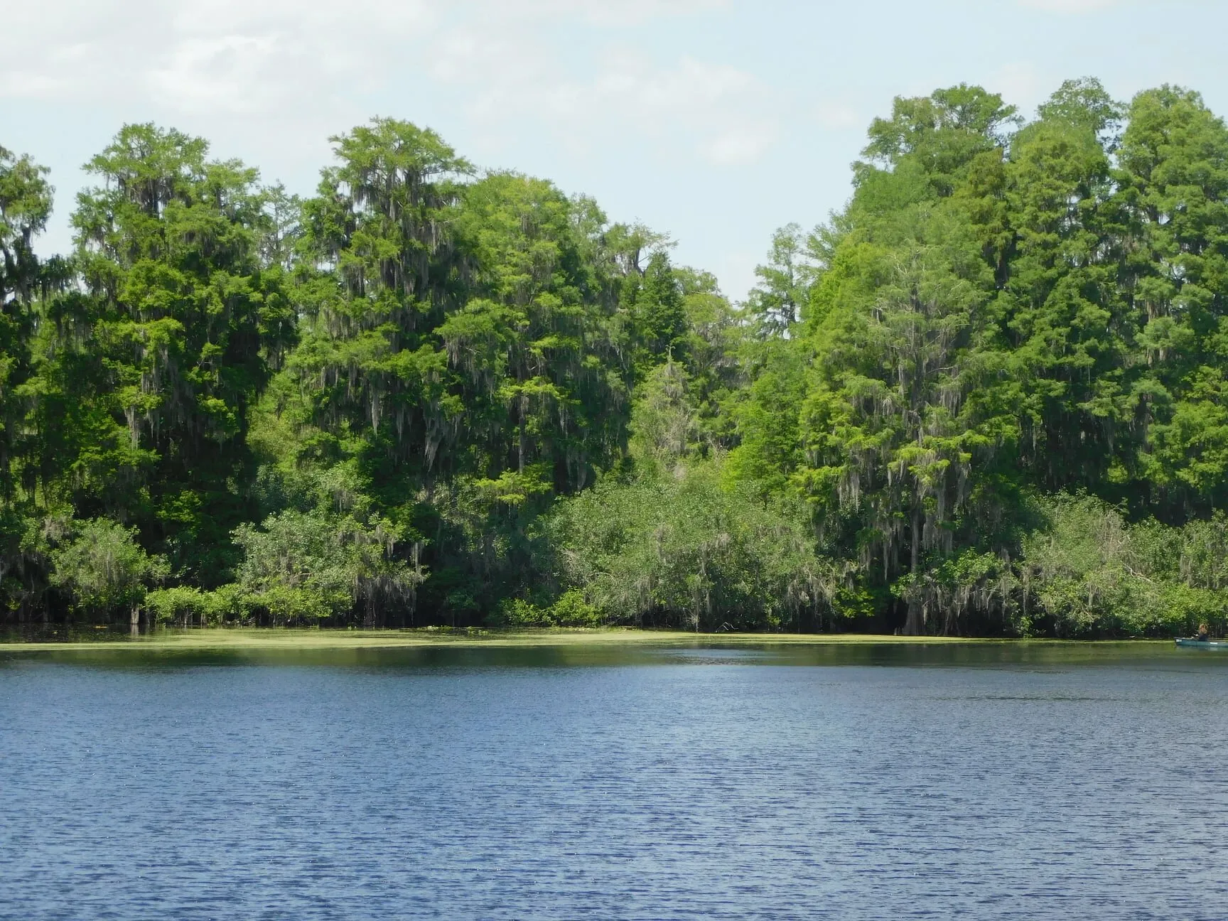 Florida Swamp