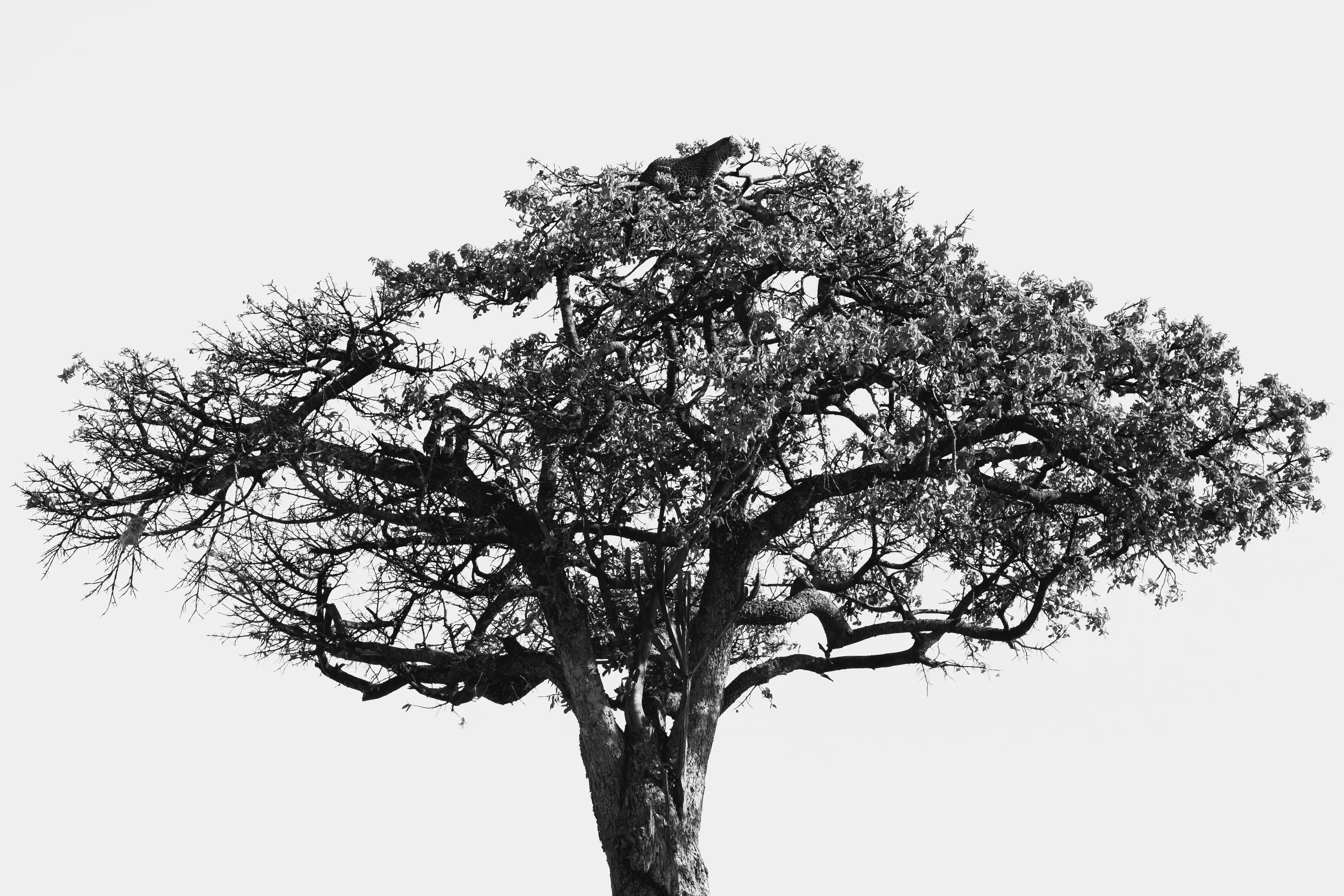 Tree Leopard