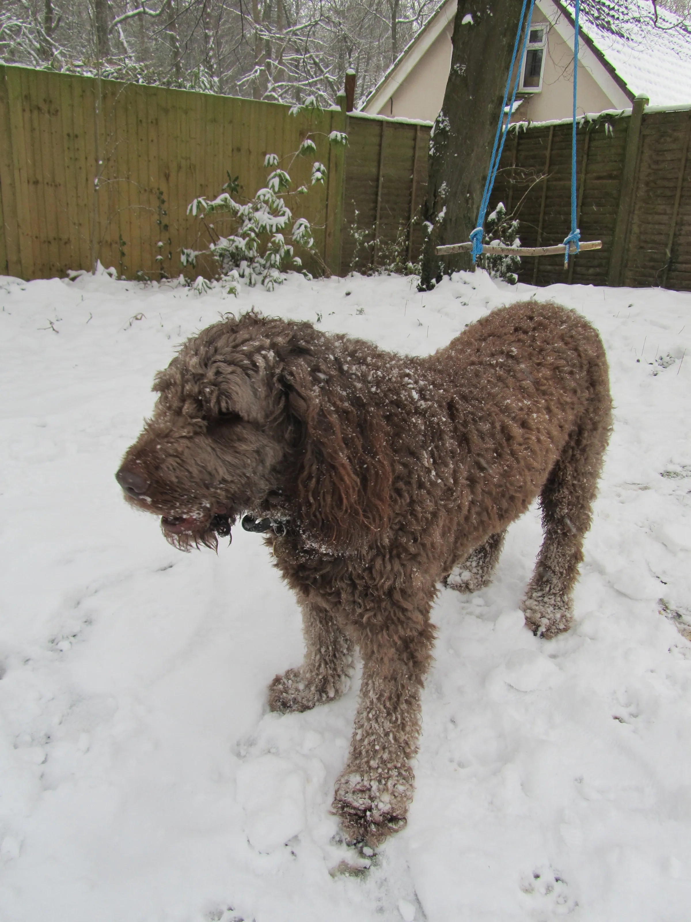 dog in the snow