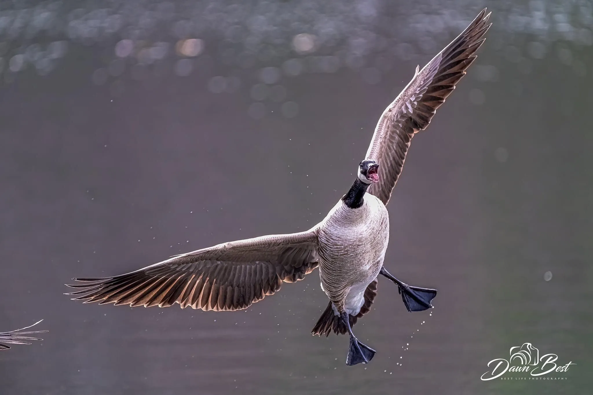 Goose coming in hot