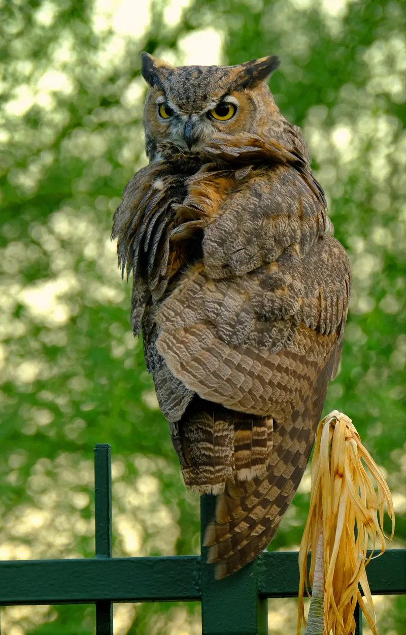 Entry 19592292