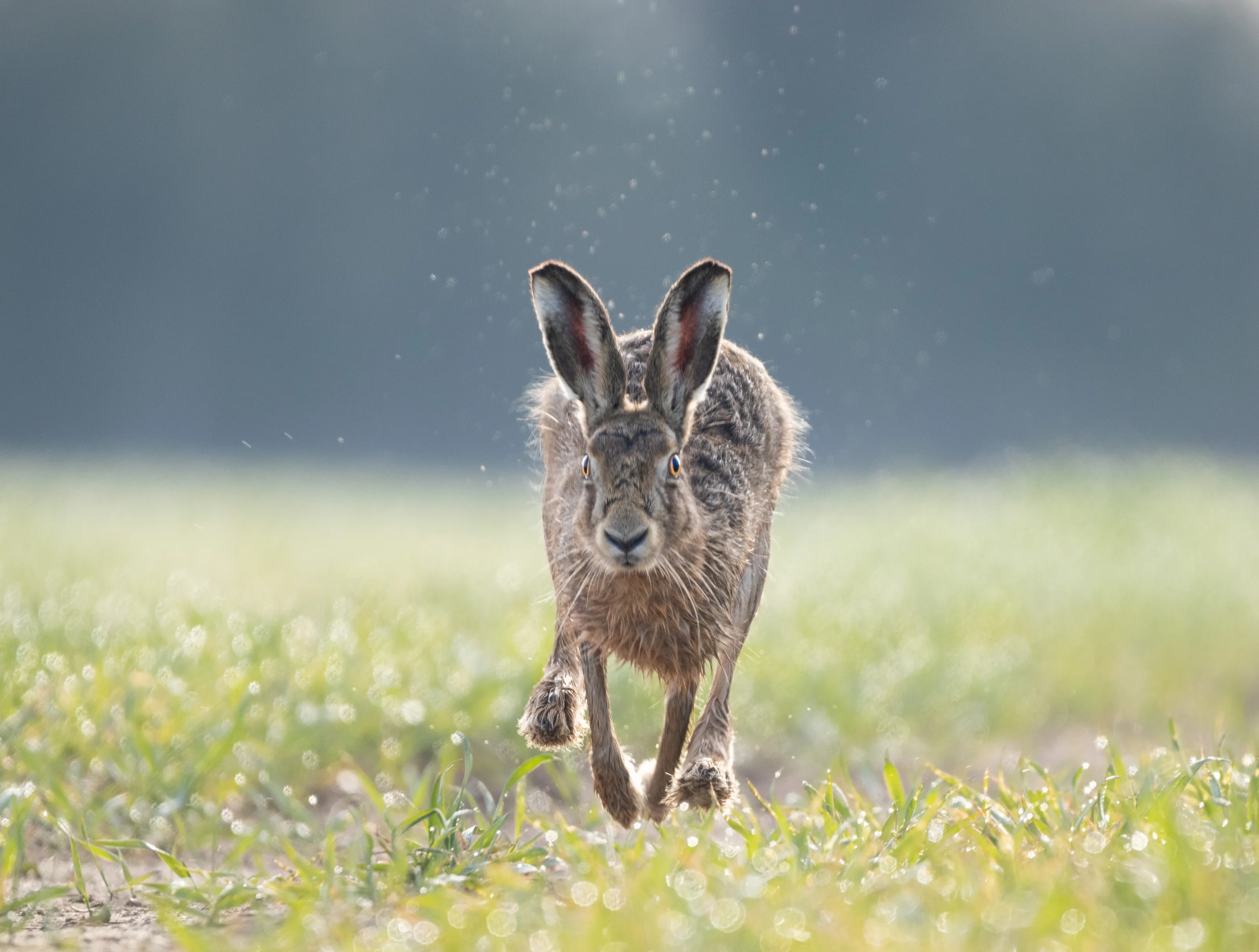 Incoming hare.
