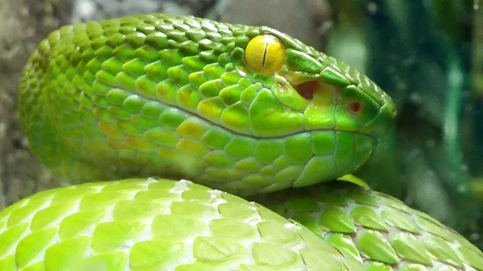 Green Snake