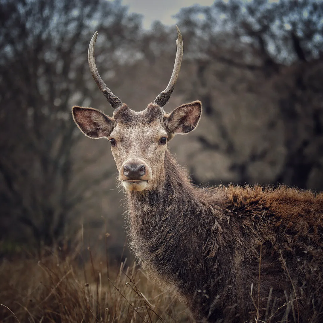 Wild Deer