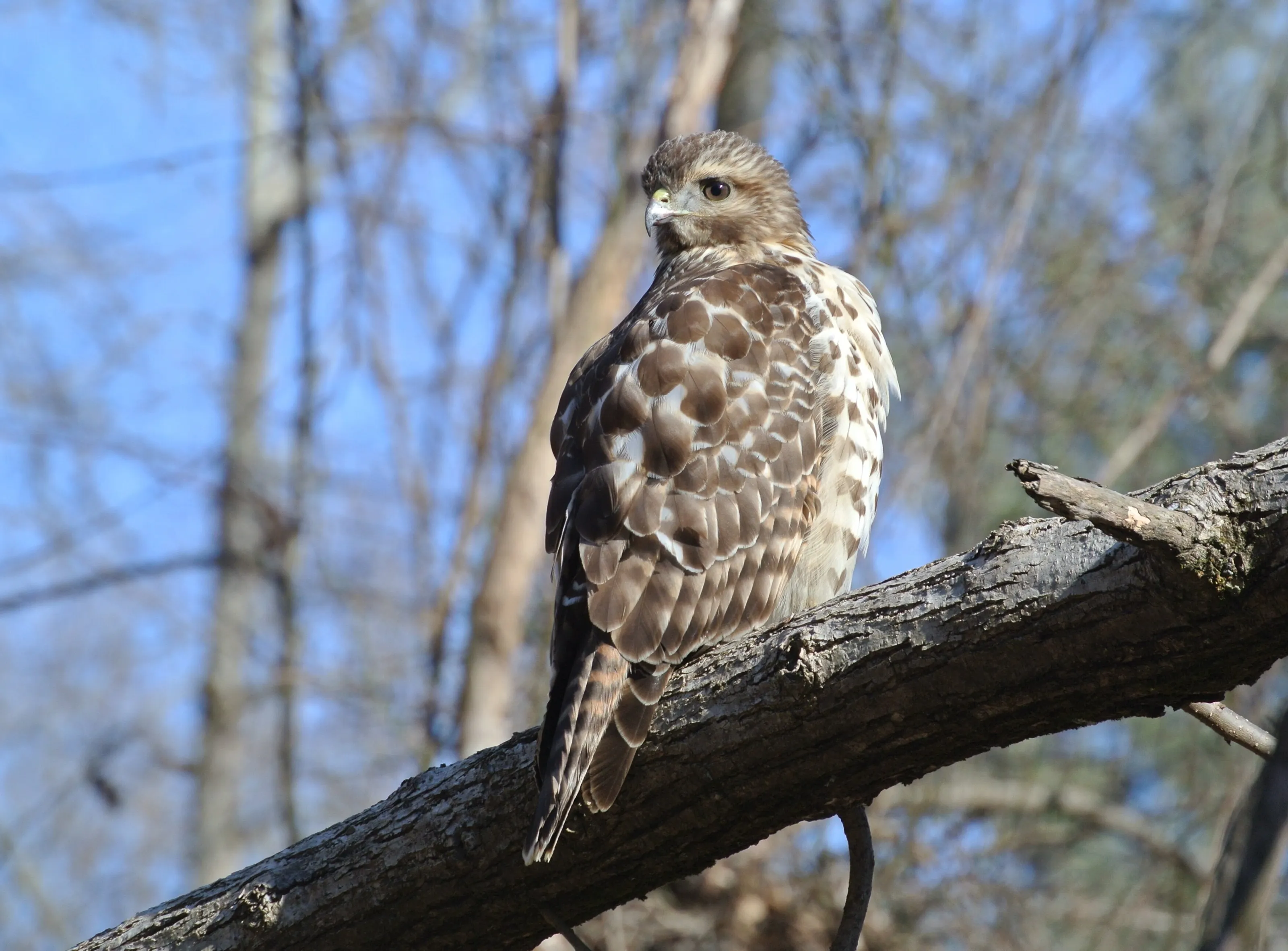 Red-shouldered hawk