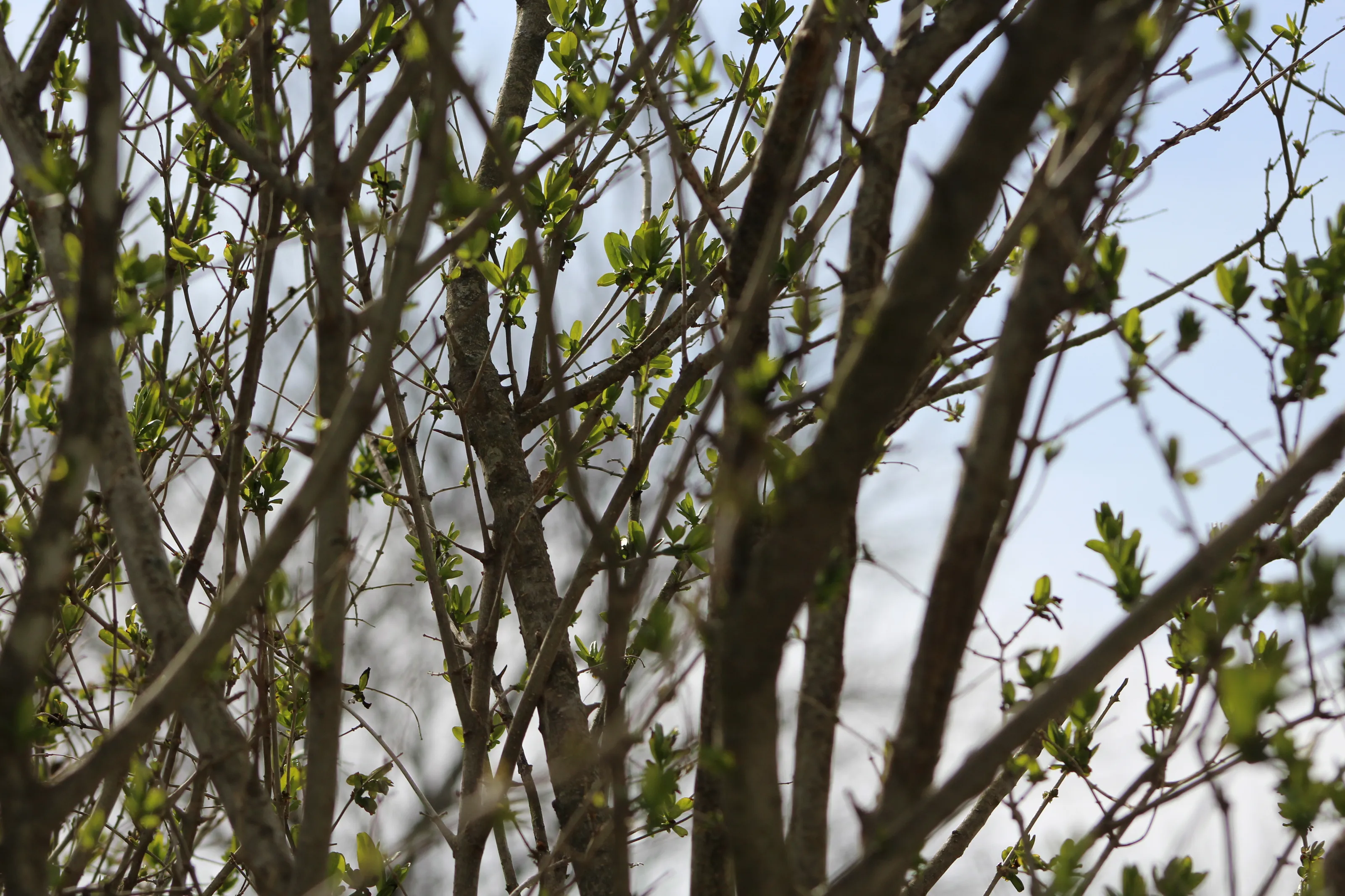 Spring