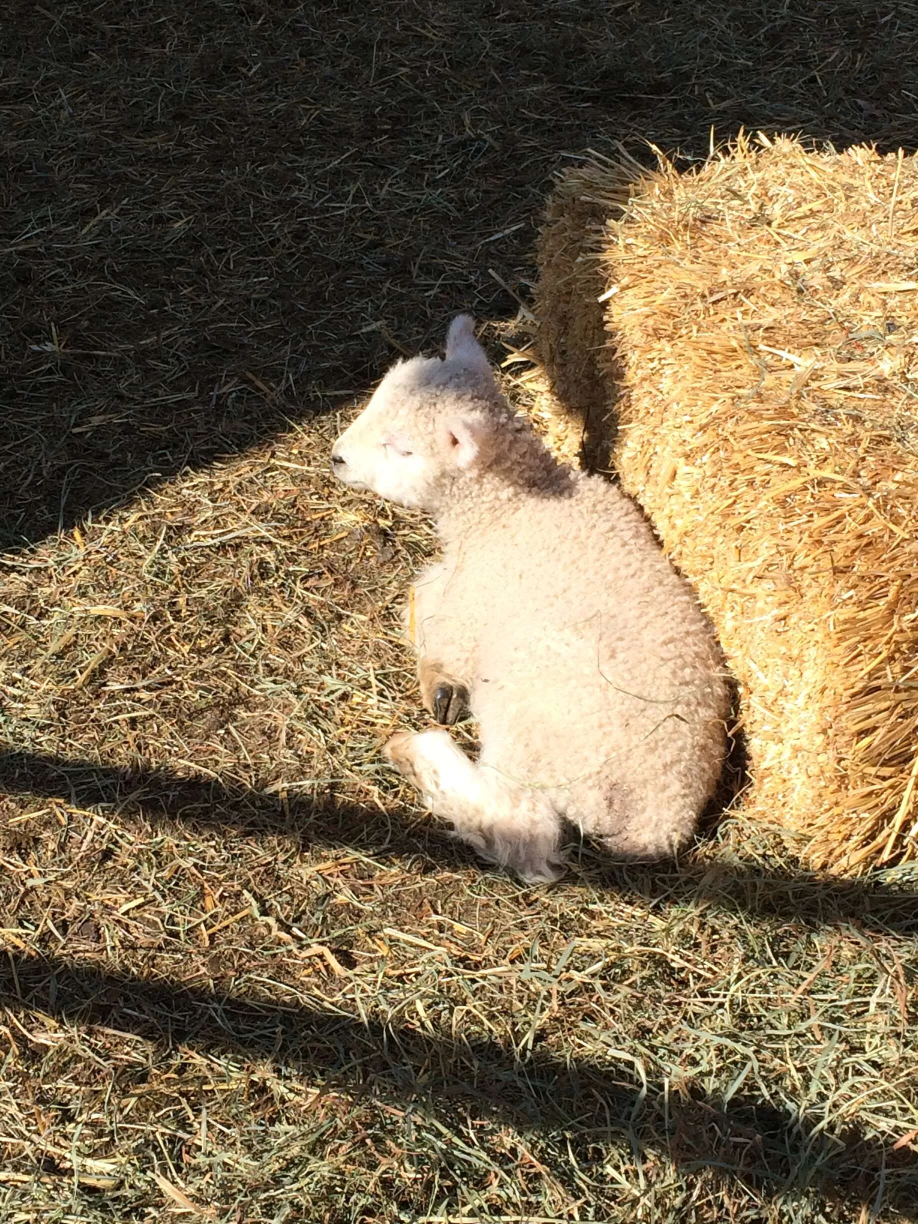 Lamb In The Yard