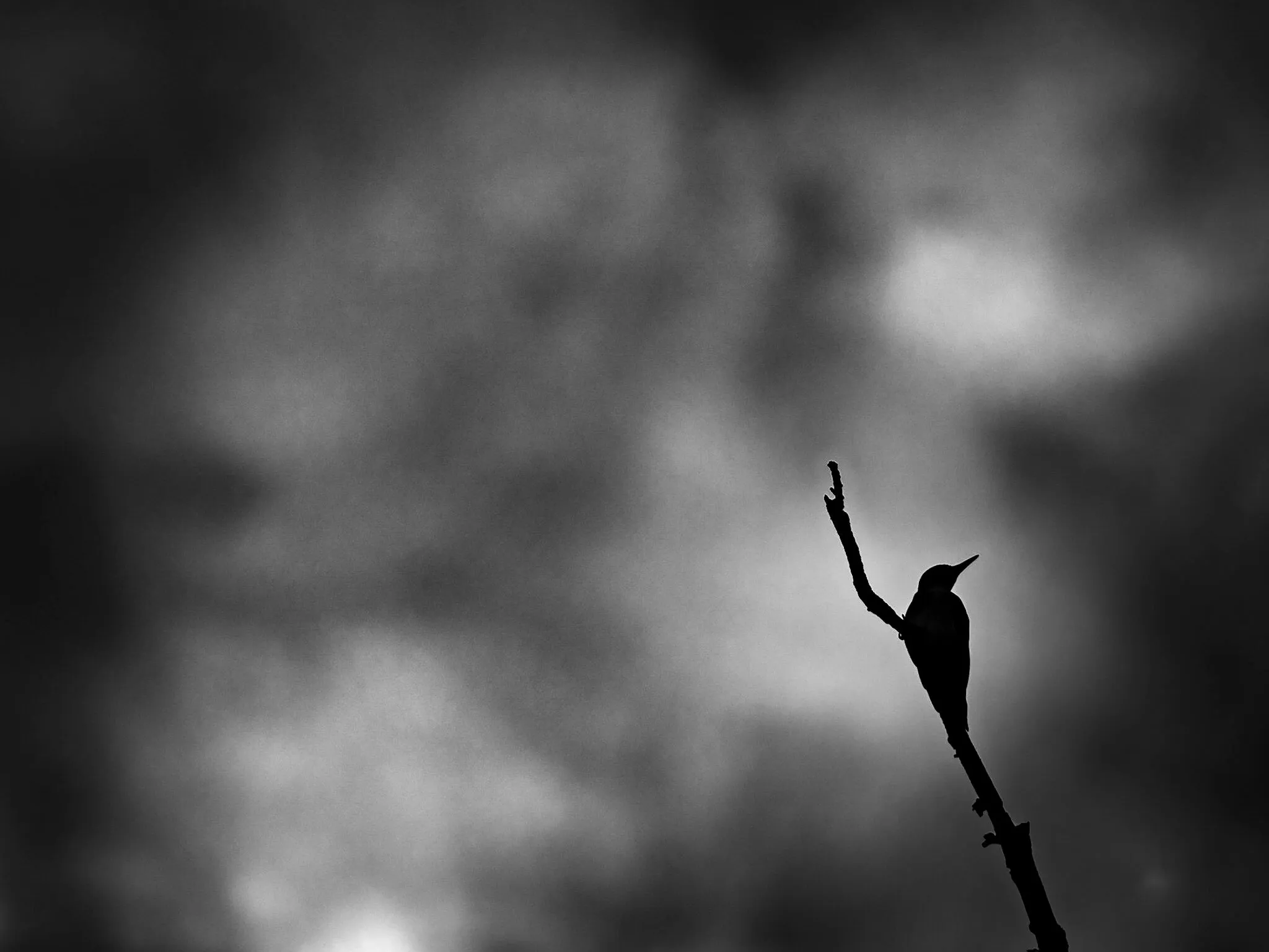 Sturmvogel
