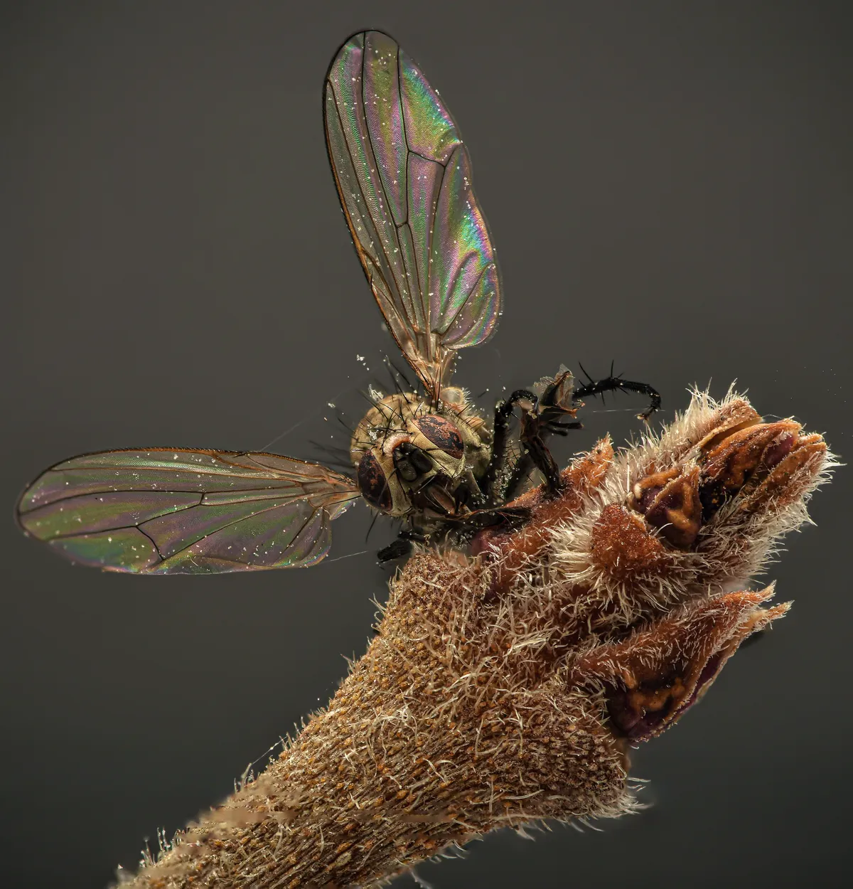 Fly death fungi (Entomophthora muscae)